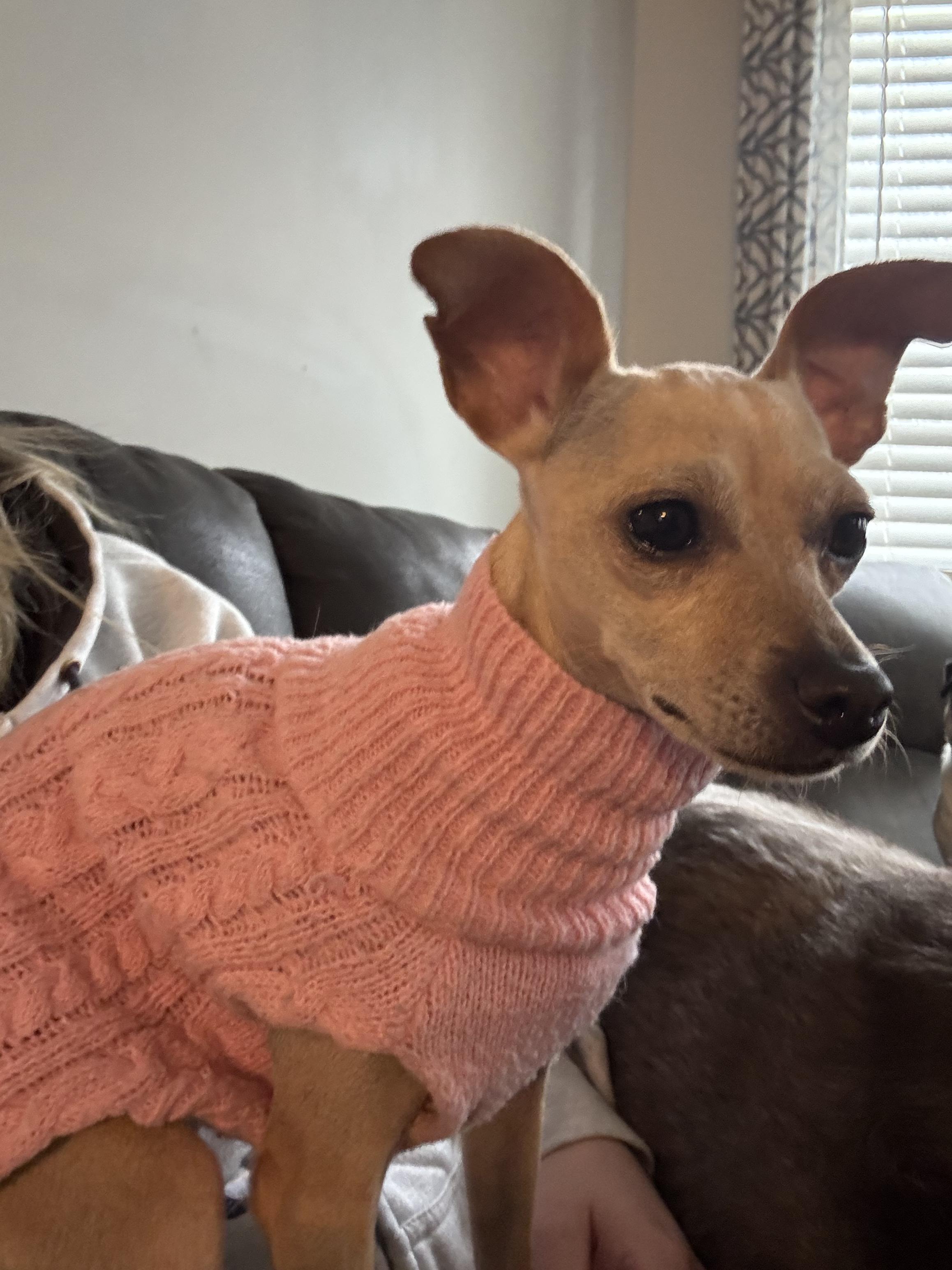 Enlarge Lucy, an adoption pending mixed breed in Appleton, WI image 2/6