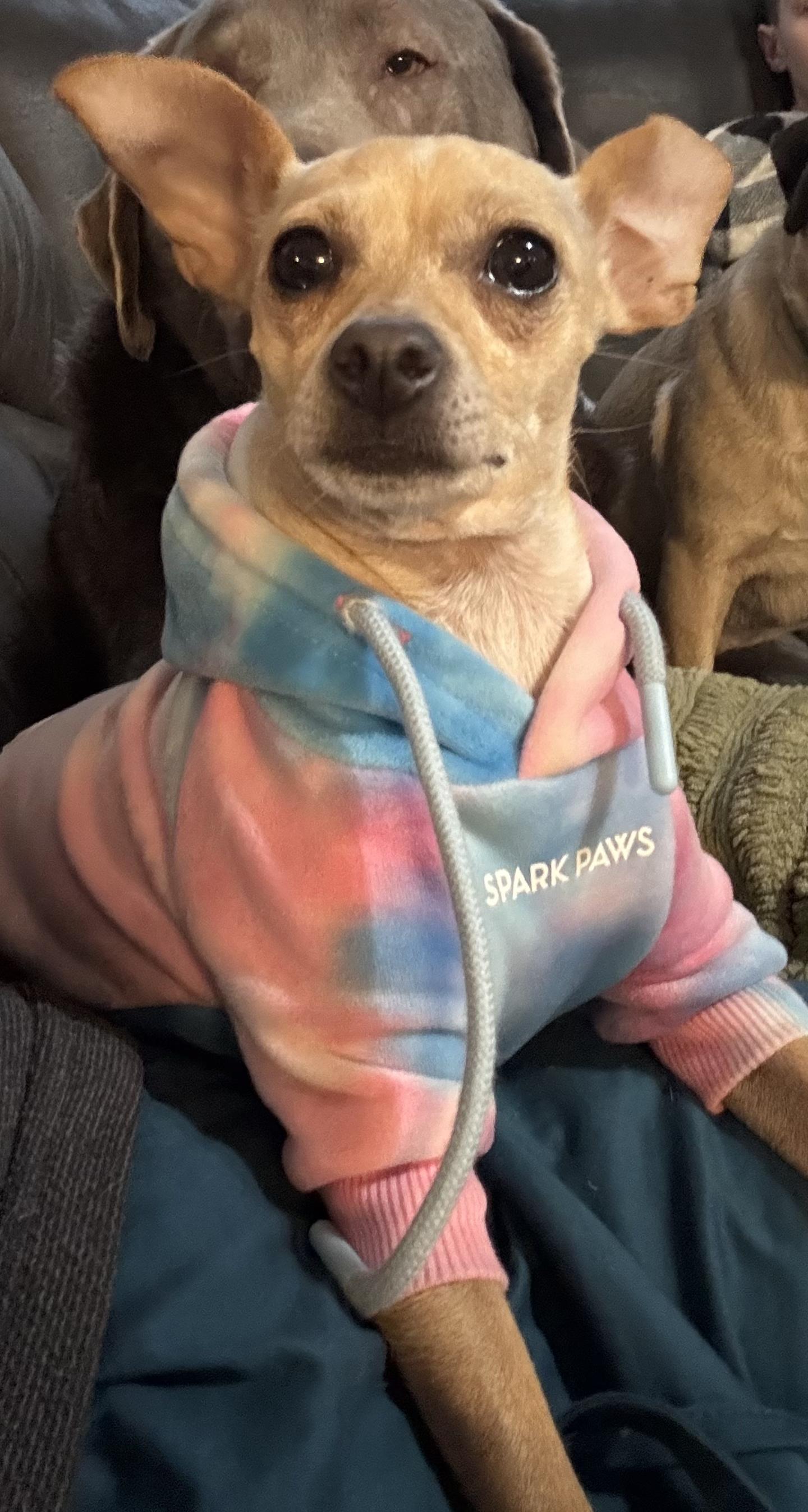 Enlarge Lucy, an adoption pending mixed breed in Appleton, WI image 3/6