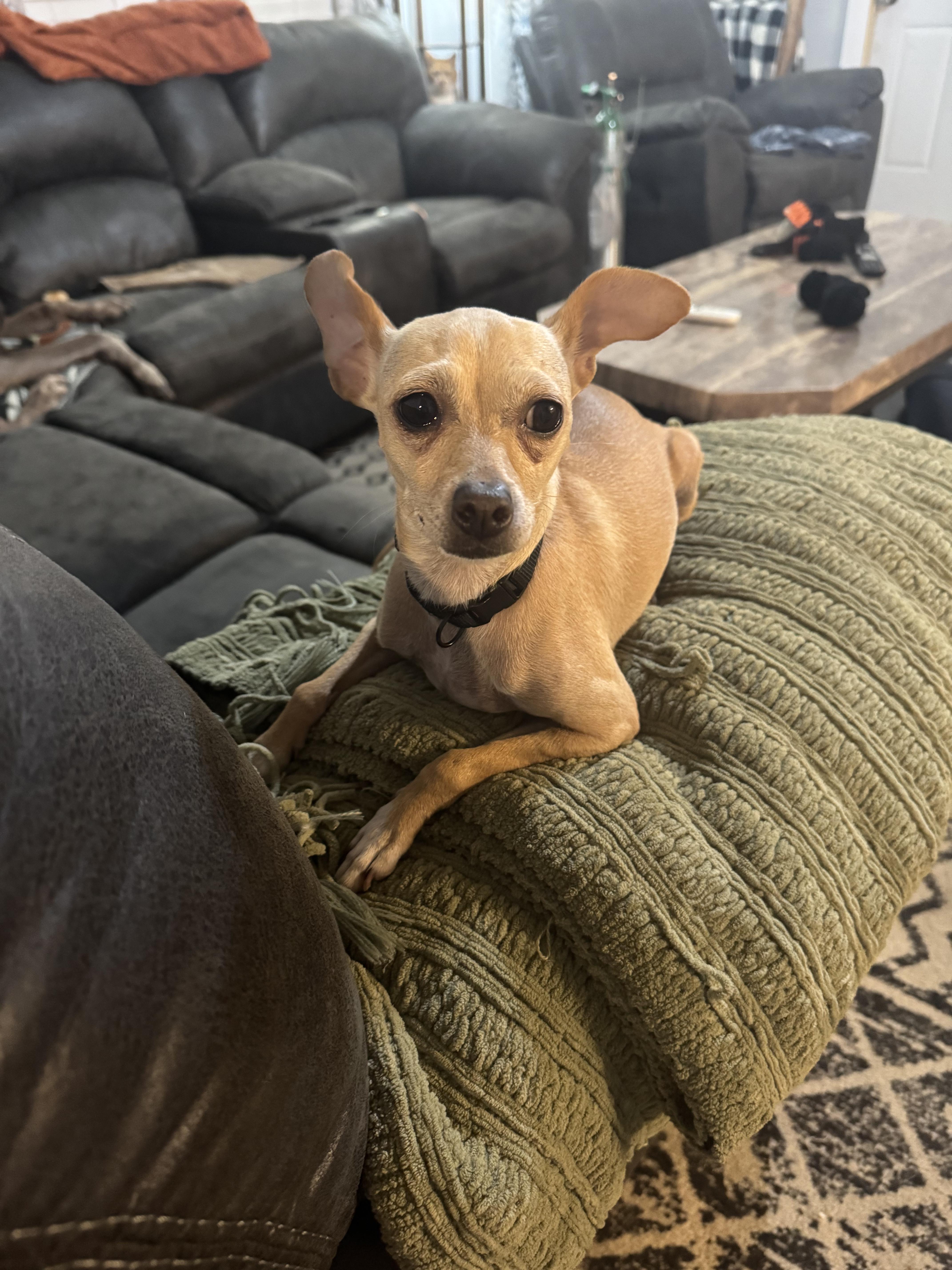 Lucy, adopted, Adult Female Chihuahua.