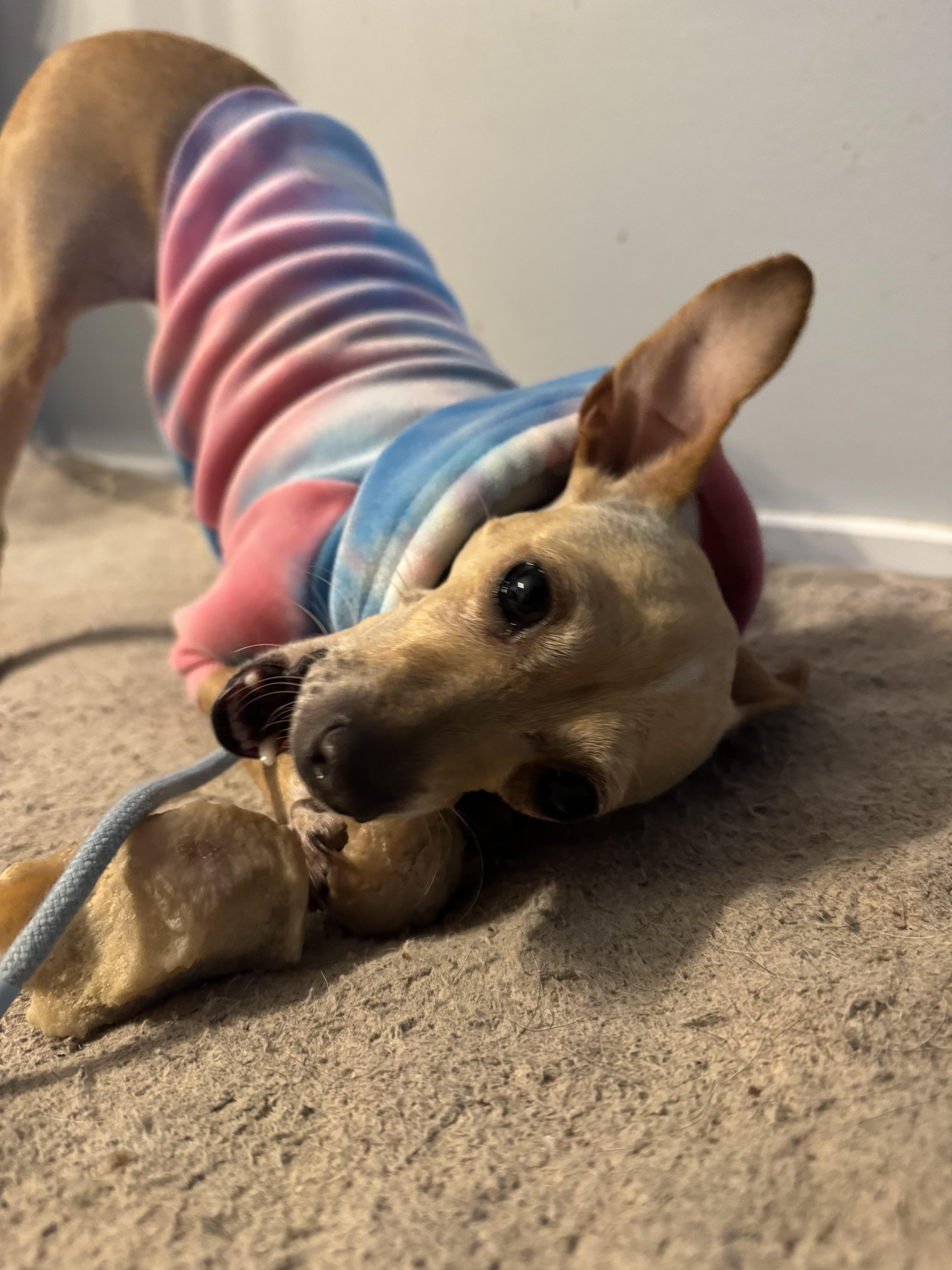 Enlarge Lucy, an adoption pending mixed breed in Appleton, WI image 6/6