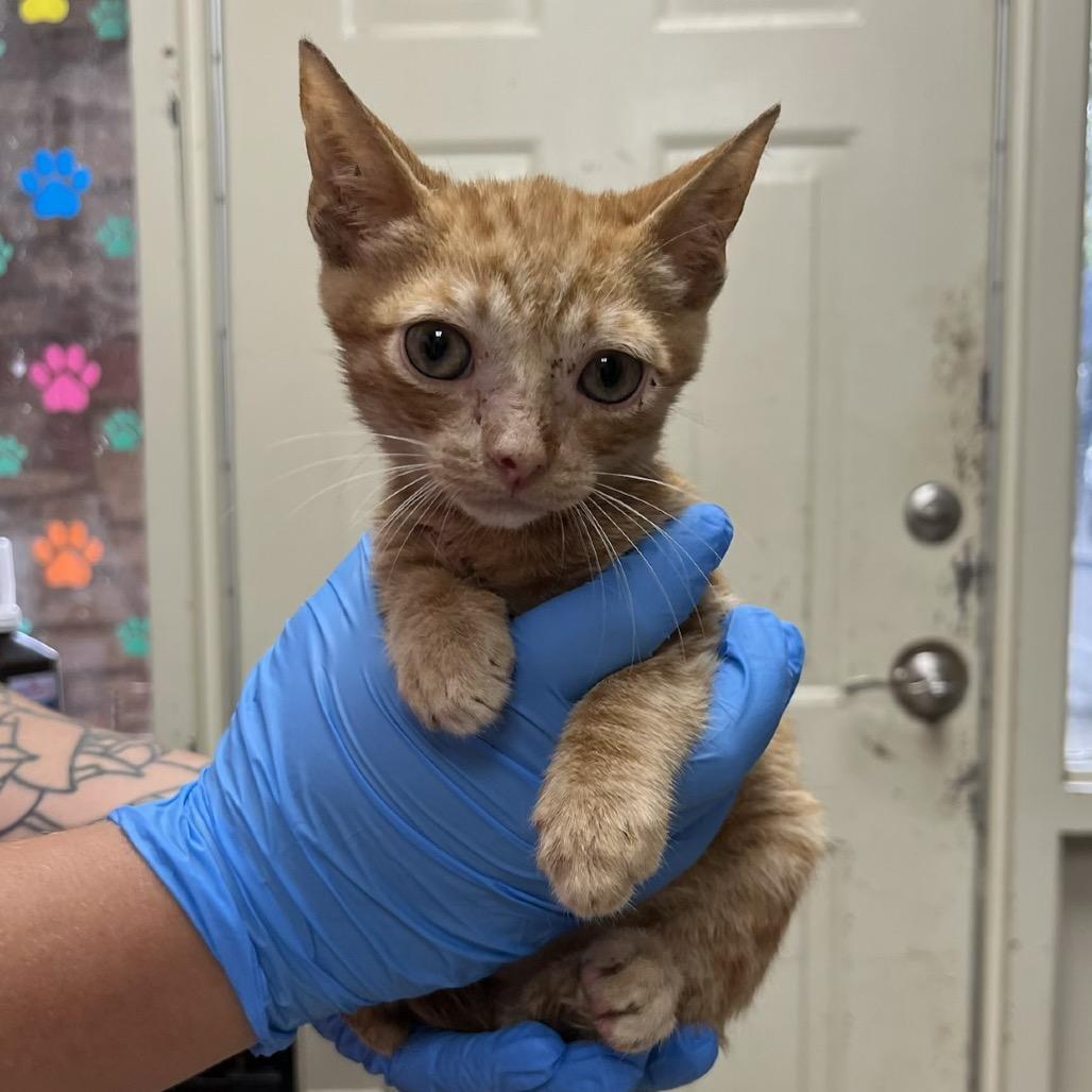Taz 4873, Adoptable, Kitten Male Domestic Short Hair.