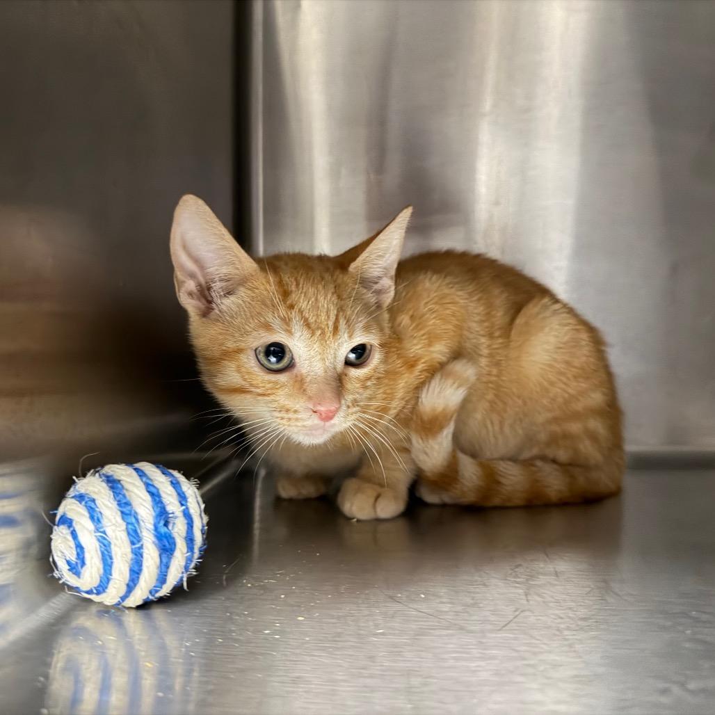 Enlarge Taz 4873, a Adoptable Domestic Short Hair in Hamilton, GA image 2/6