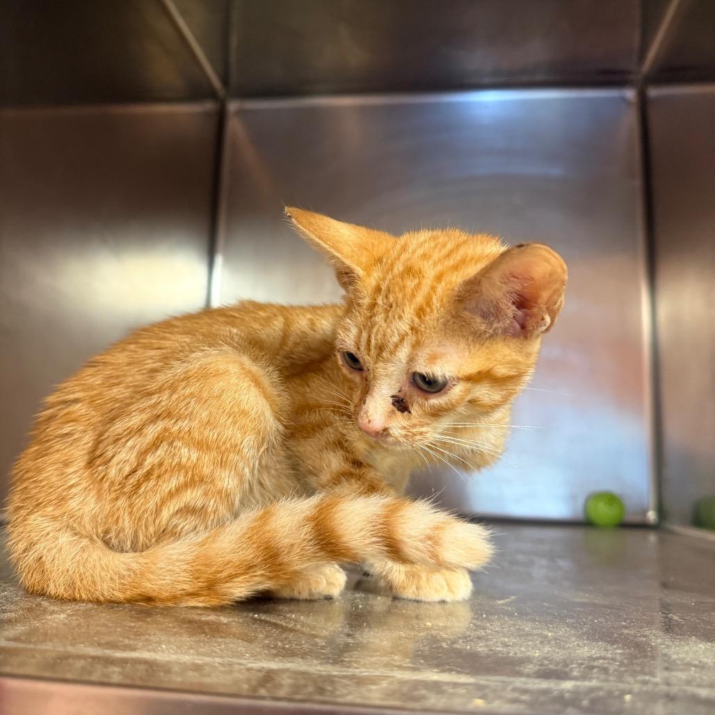Enlarge Taz 4873, a Adoptable Domestic Short Hair in Hamilton, GA image 3/6