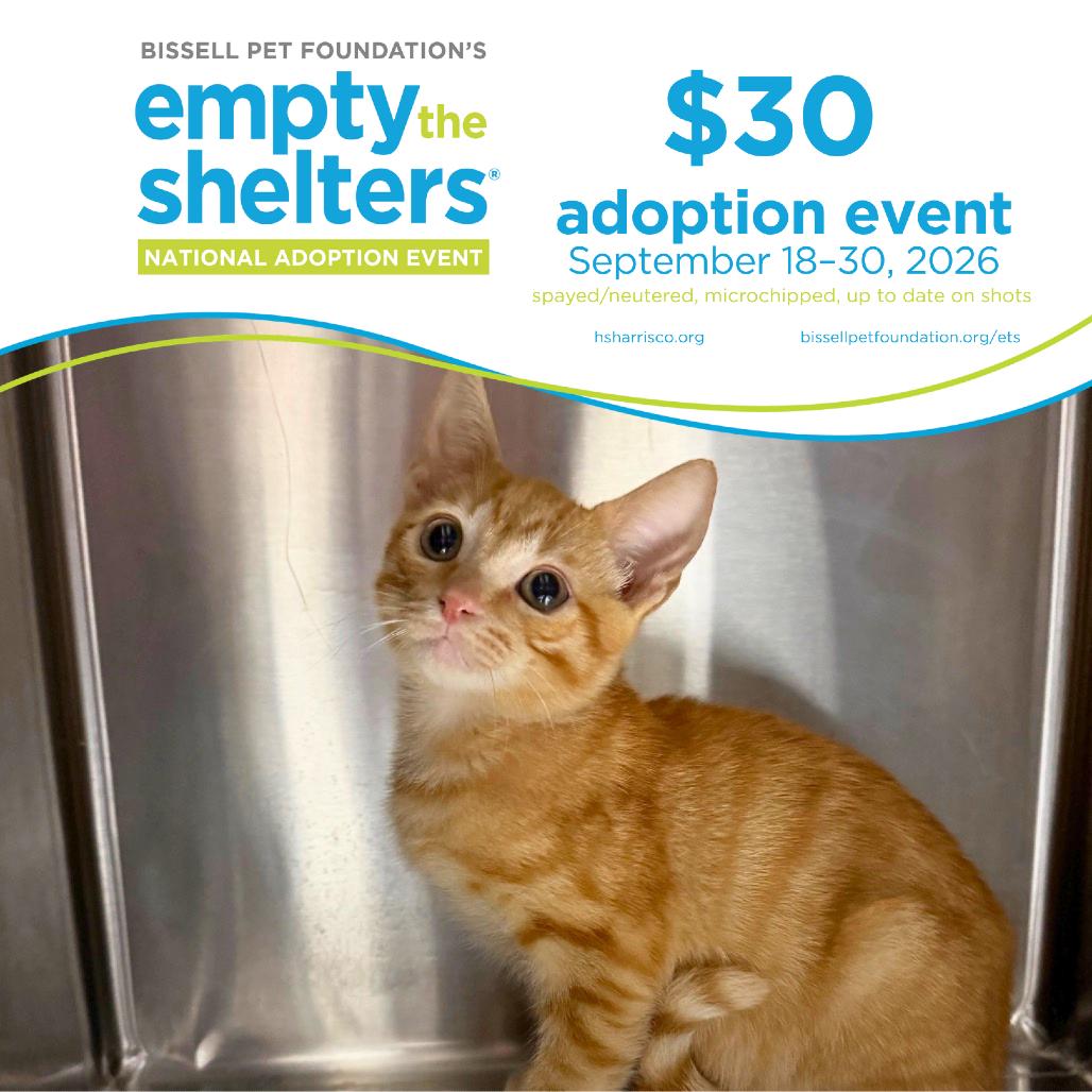 Enlarge Taz 4873, a Adoptable Domestic Short Hair in Hamilton, GA image 4/6