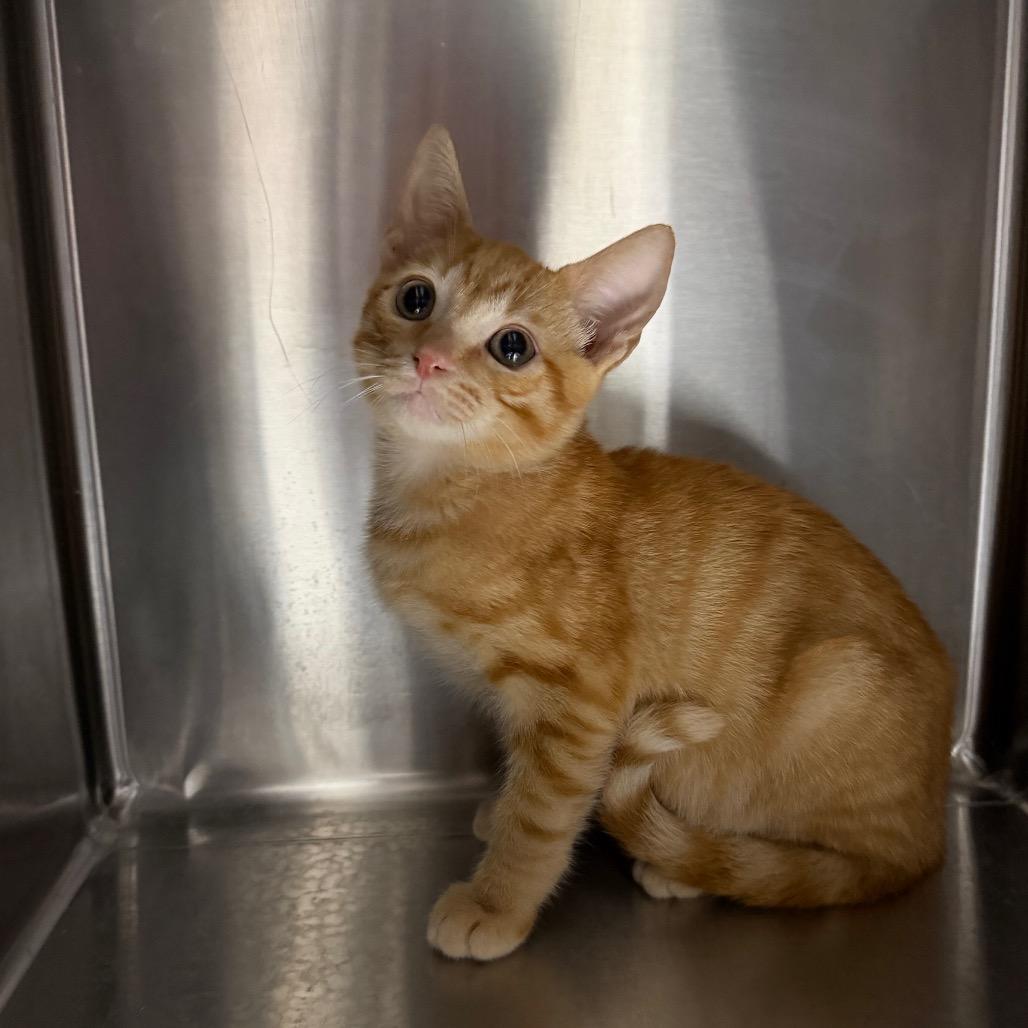 Enlarge Taz 4873, a Adoptable Domestic Short Hair in Hamilton, GA image 5/6