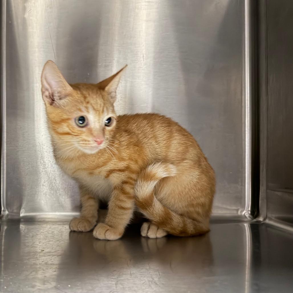 Enlarge Taz 4873, a Adoptable Domestic Short Hair in Hamilton, GA image 6/6