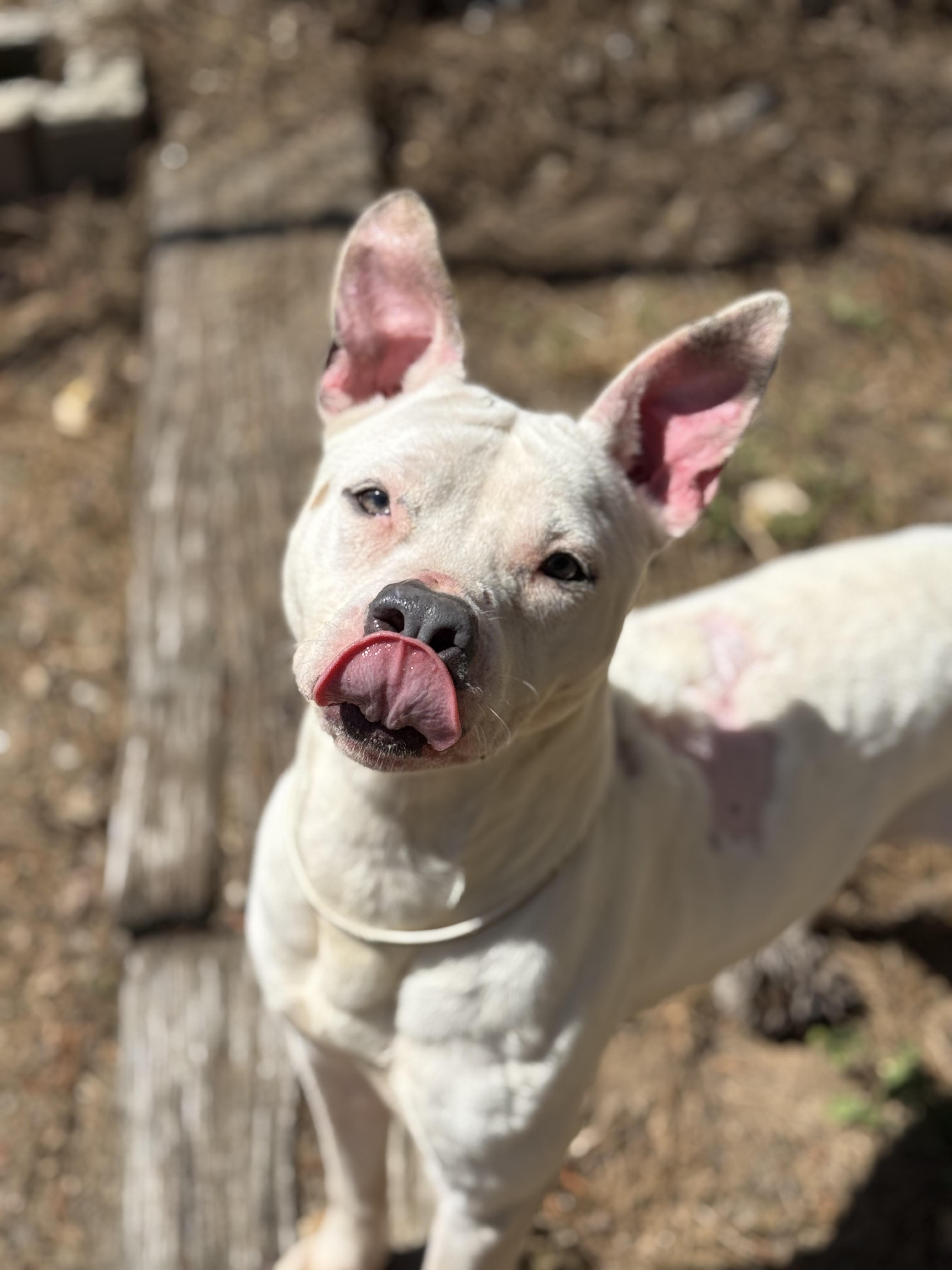 Enlarge Halo 12081, a Adoptable Mixed Breed in Elberton, GA image 2/5