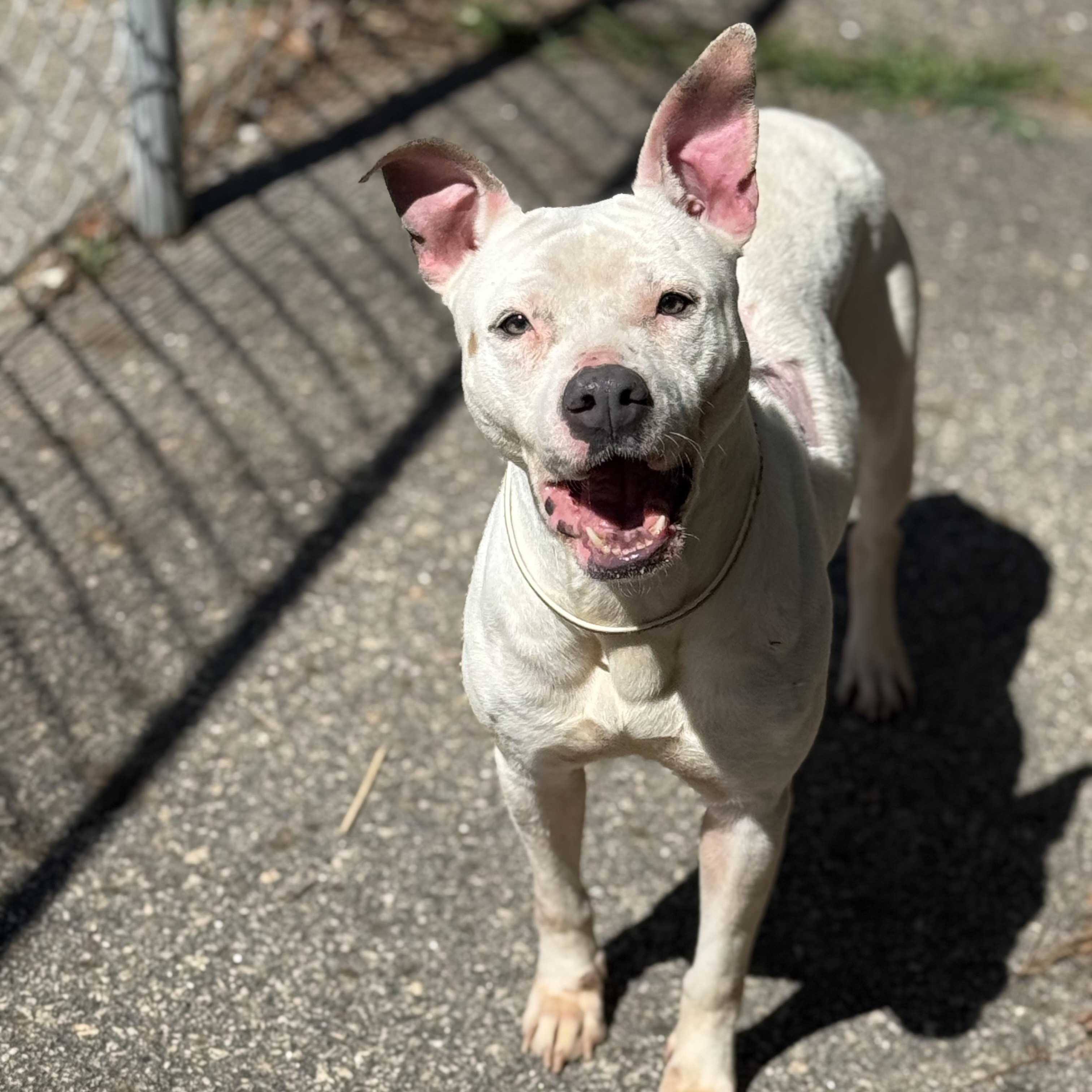 Halo 12081, Adoptable, Adult Female Mixed Breed.
