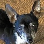 Enlarge Theo, a Adoptable mixed breed in Avon, IN image 1/1