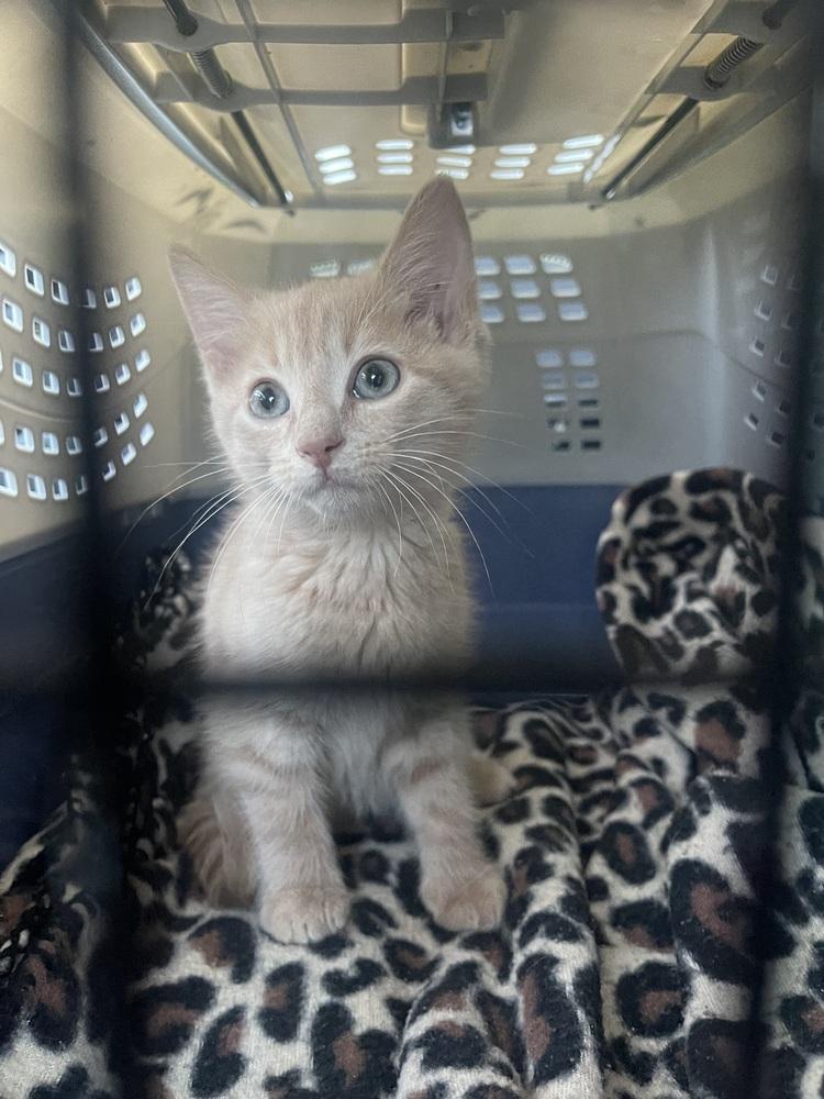 Mona Lisa, Adoptable, Kitten Female Domestic Short Hair.