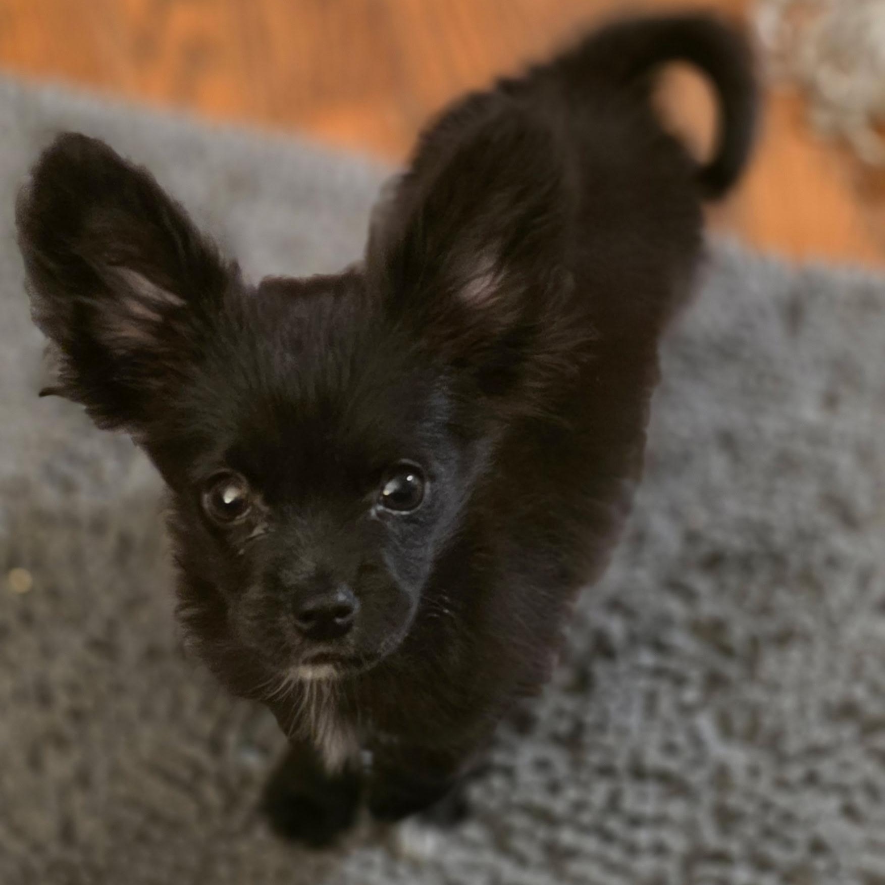 Enlarge Loki, a Adopted Papillon in Anderson, SC image 4/4