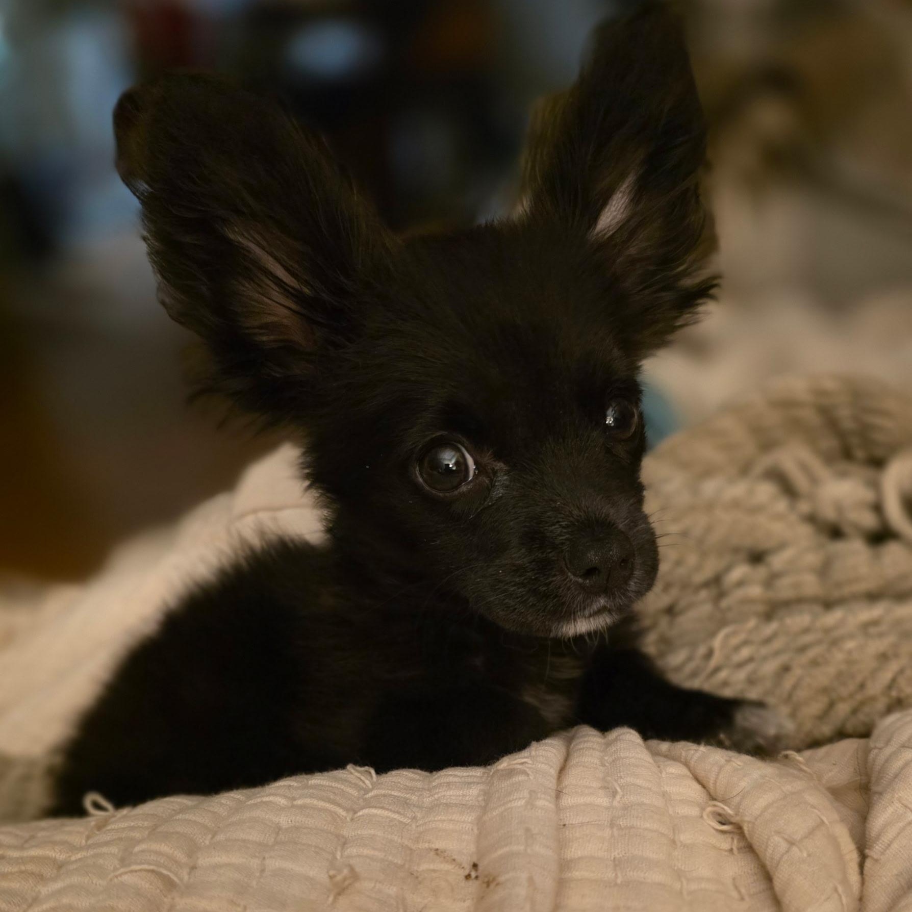 Loki, Adopted, Puppy Male Papillon.