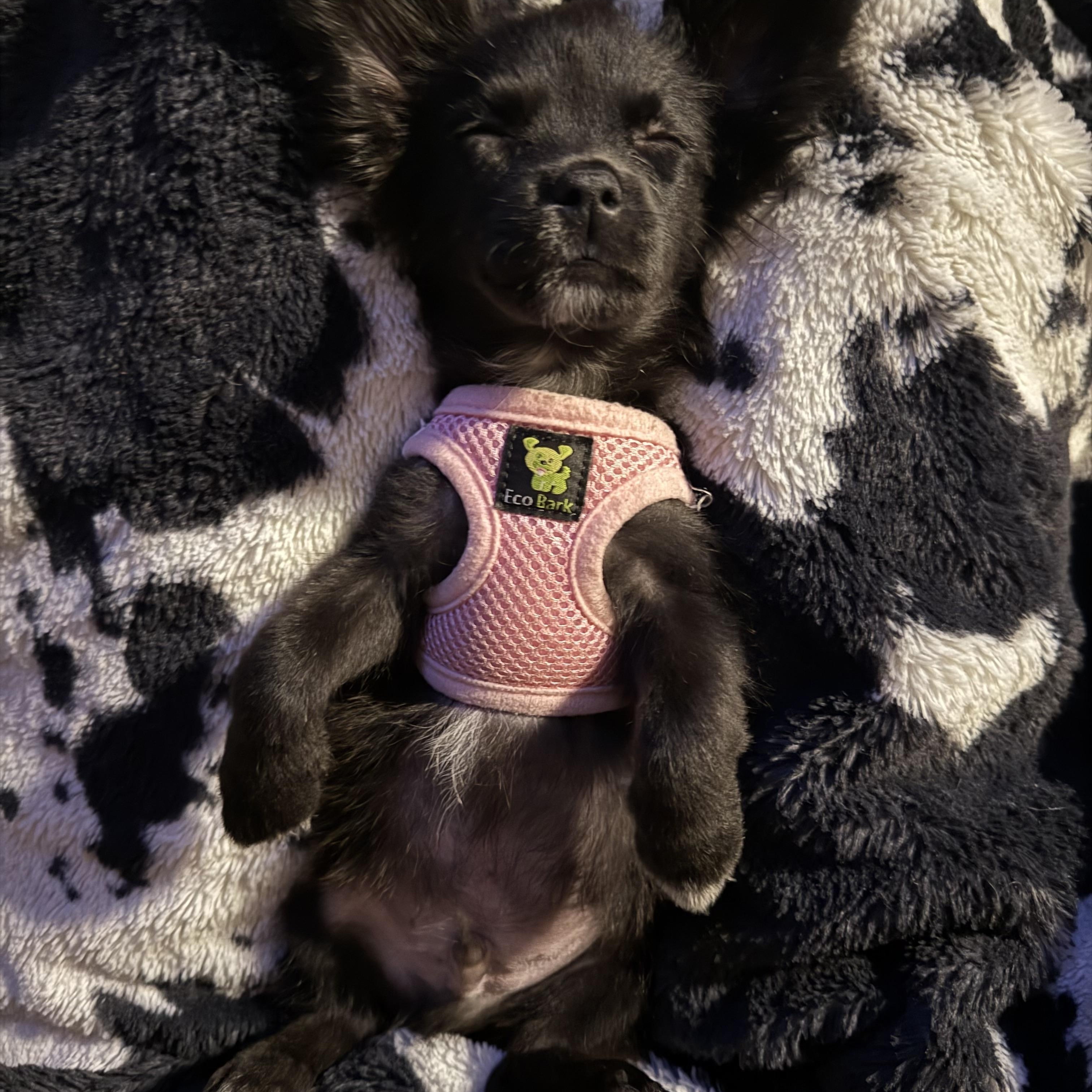 Enlarge Loki, a Adopted Papillon in Anderson, SC image 2/4