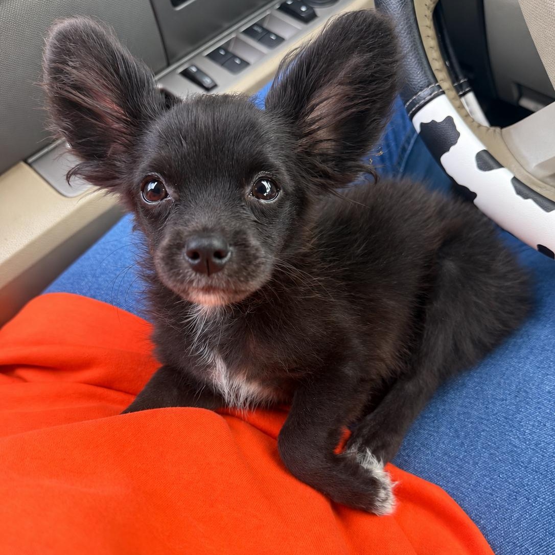 Enlarge Loki, a Adopted Papillon in Anderson, SC image 3/4