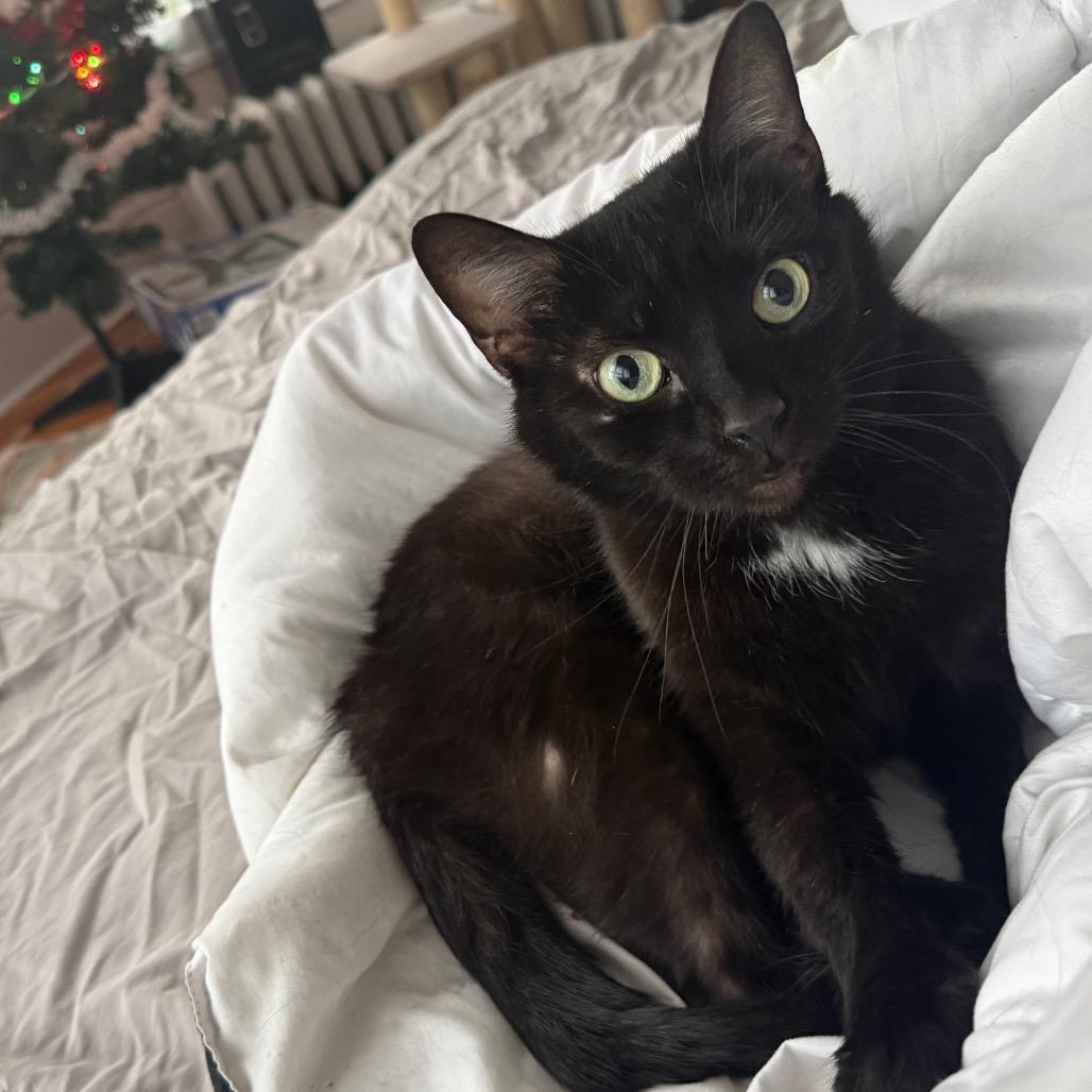 Mayday, a Adoptable Domestic Short Hair in Oak Hill, WV image 2/2