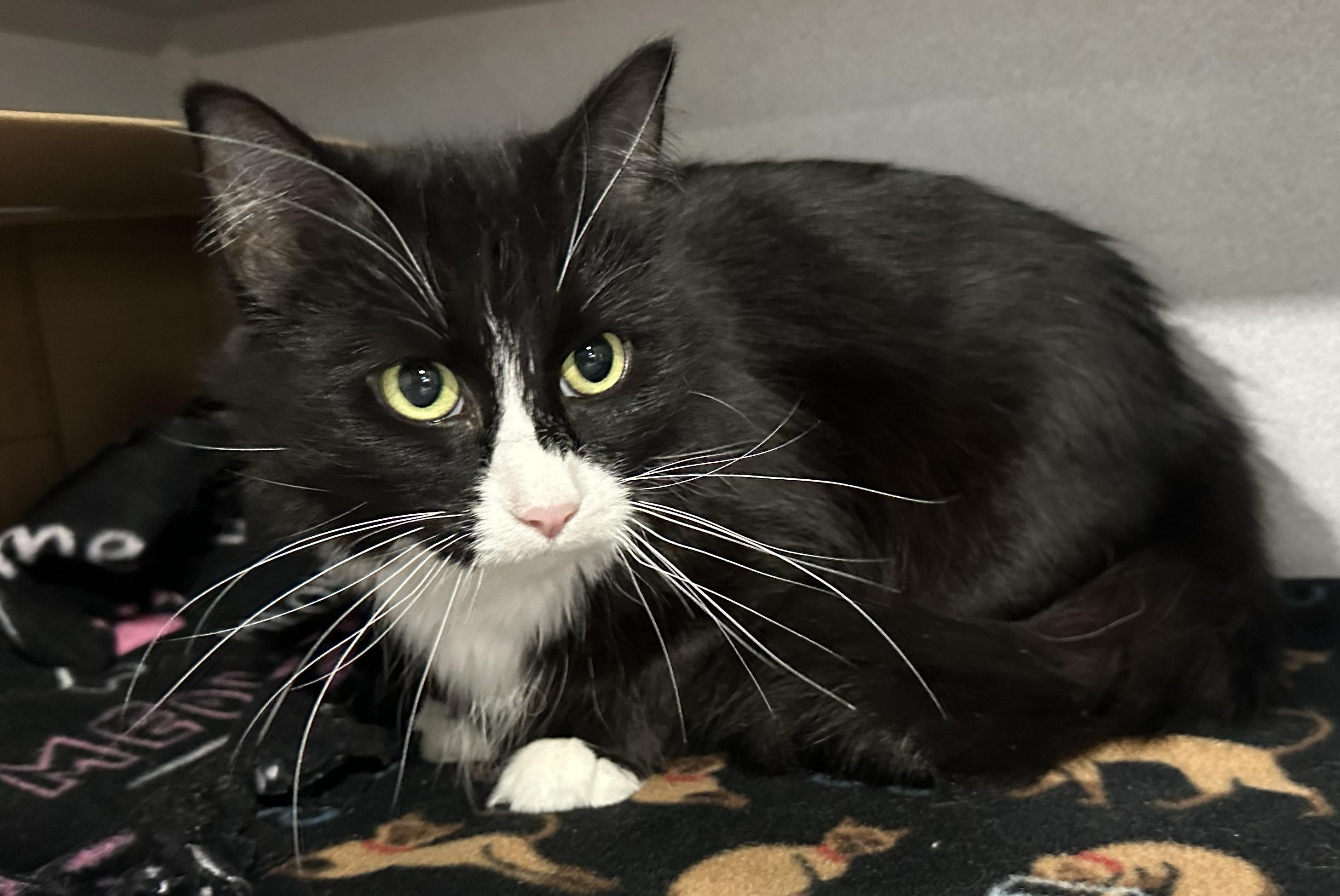 Enlarge Dolly Parton, a Adoptable Domestic Short Hair in Webster City, IA image 1/1