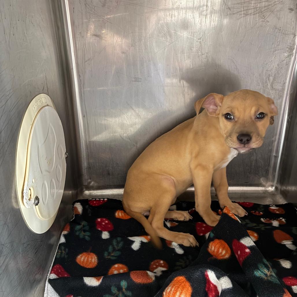 Zoey - Adoptable Pet | Petfinder
