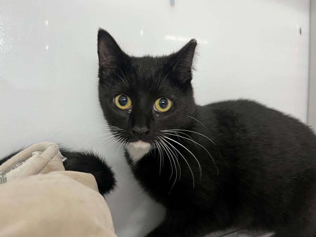 Enlarge Valley, a Adoptable mixed breed in Raleigh, NC image 2/2