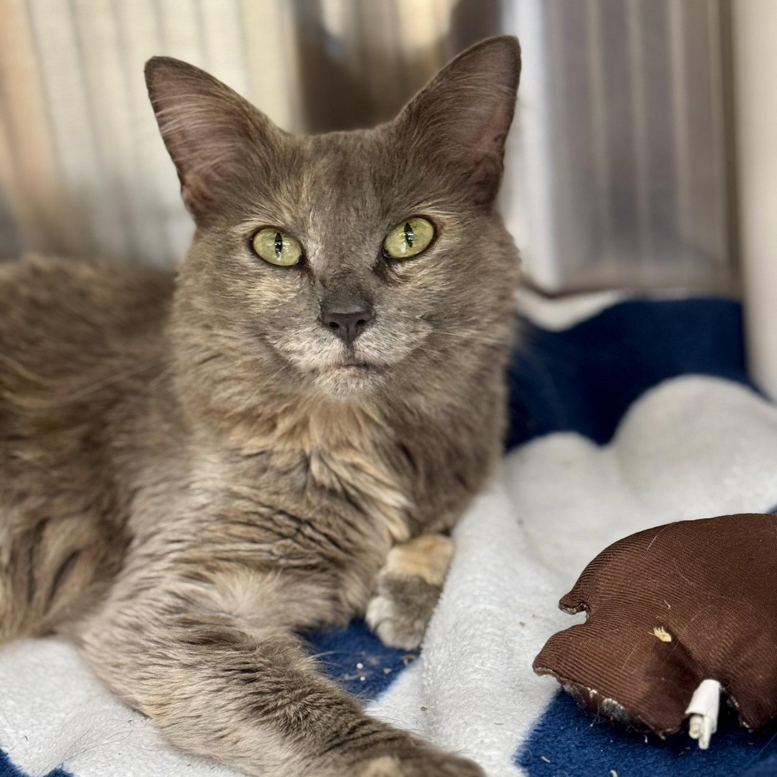Daisy, Adoptable, Adult Female Domestic Short Hair & Dilute Tortoiseshell.