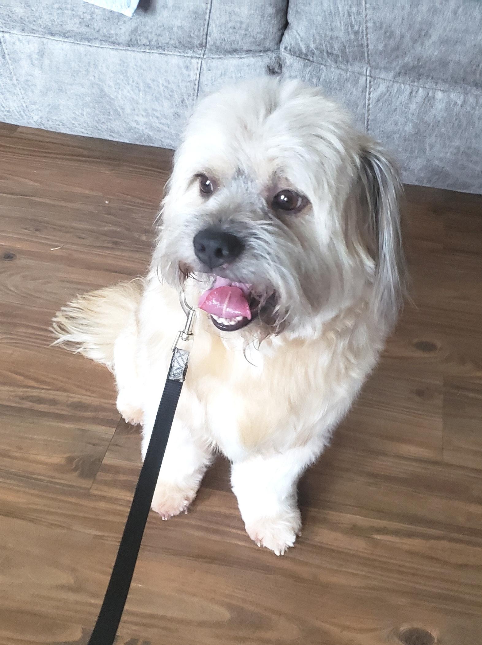 Bogie - Adopted 6/24/26, adopted, Young Male Shih Tzu & Poodle.