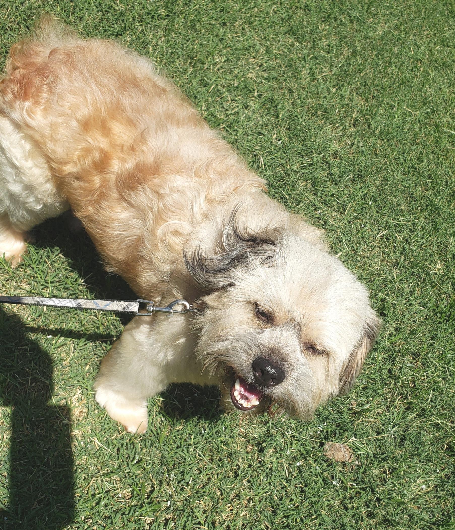 Enlarge Bogie - Adopted 6/24/26, an adopted mixed breed in Norman, OK image 3/3
