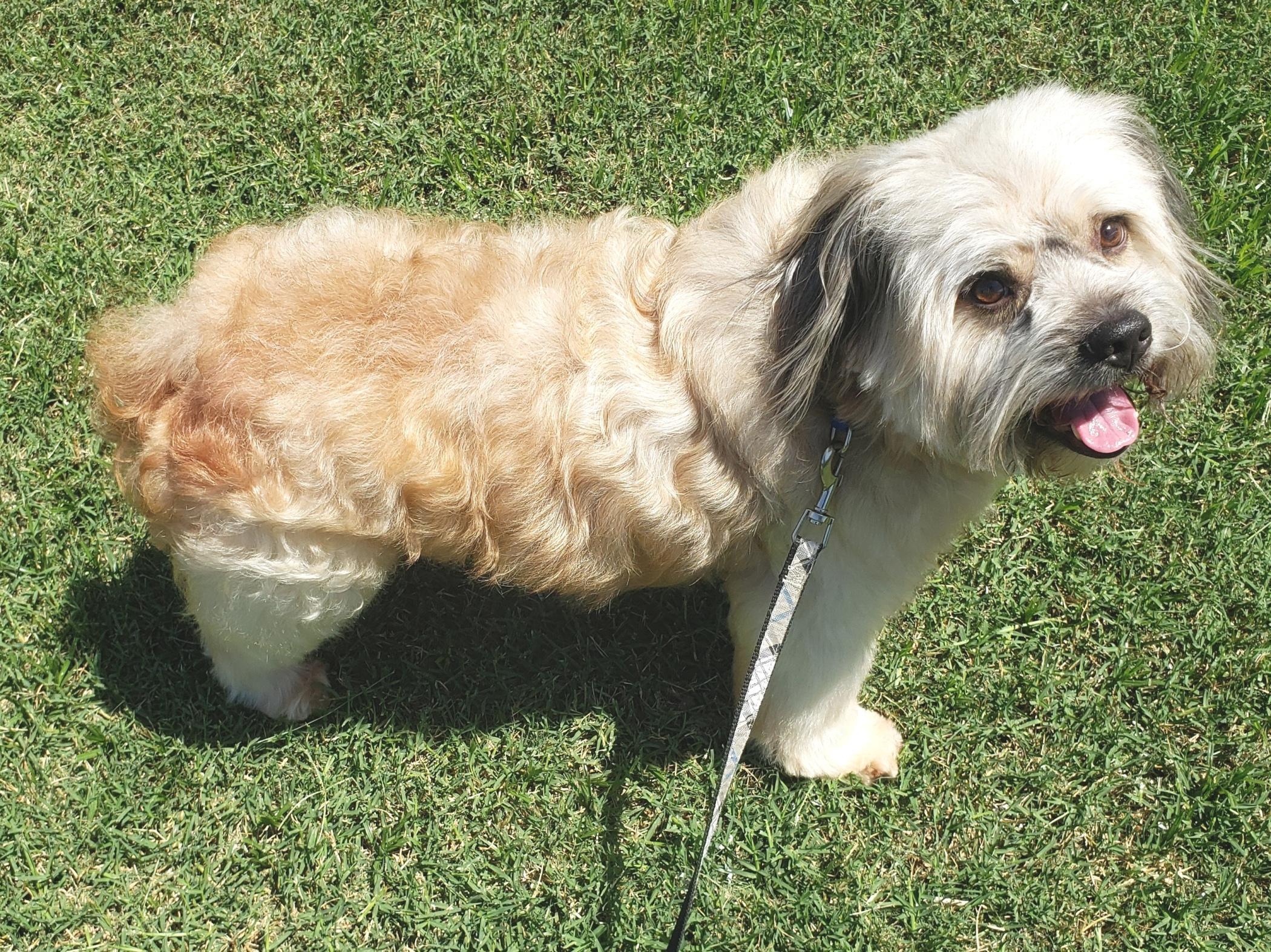 Enlarge Bogie - Adopted 6/24/26, an adopted mixed breed in Norman, OK image 2/3