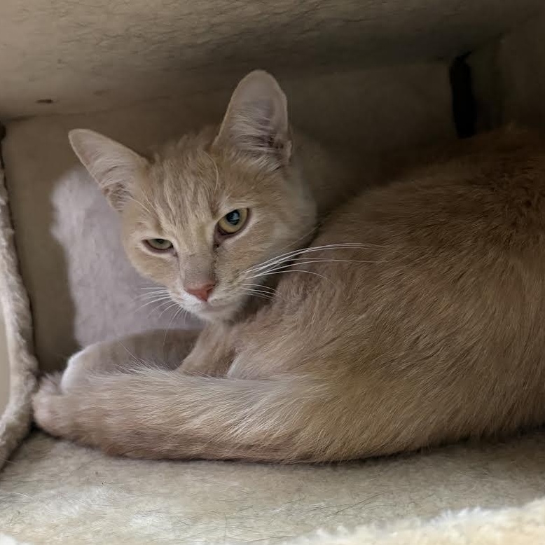 Enlarge Mufasa, a Adoptable Domestic Short Hair in Carson City, NV image 1/1