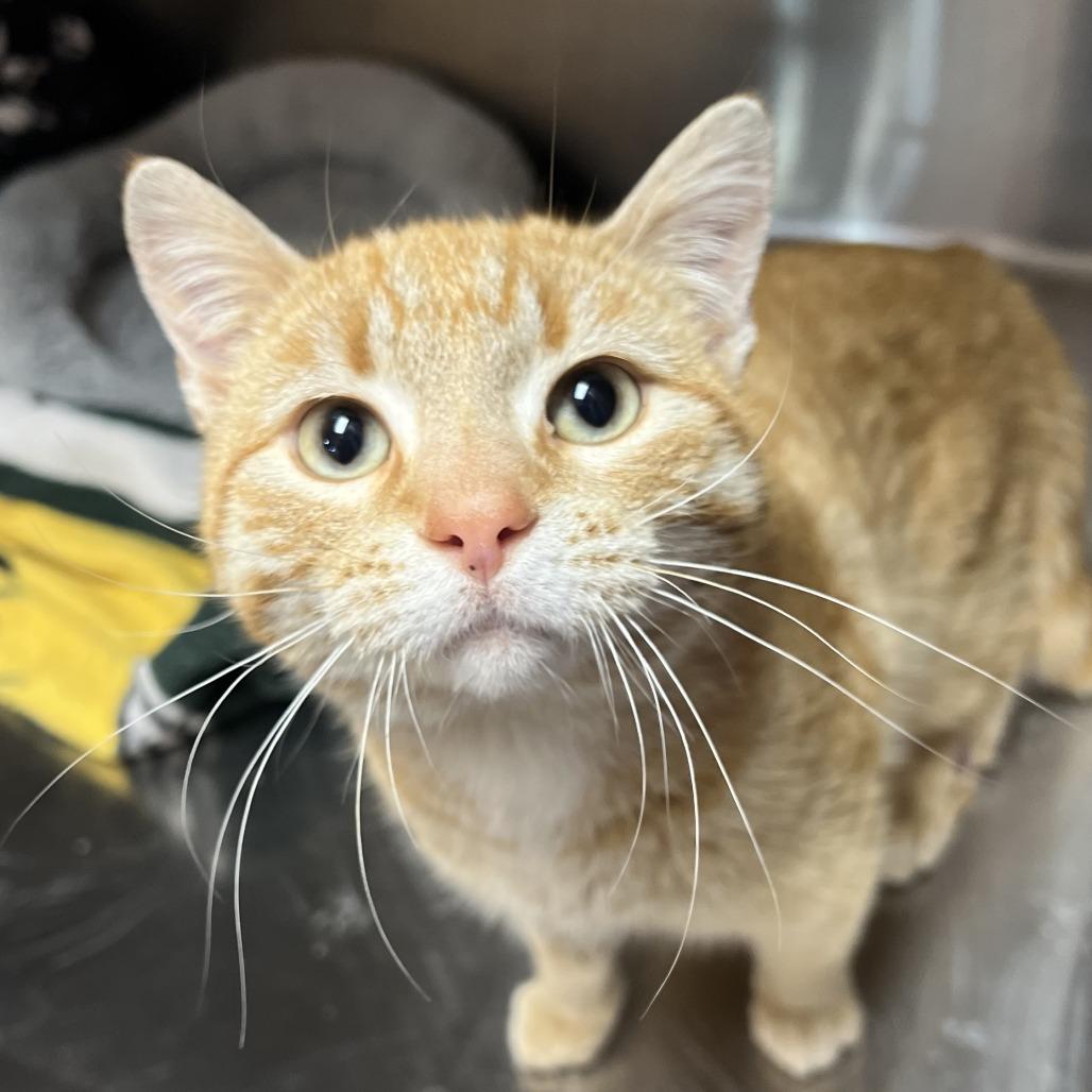 Philip, Adoptable, Young Male Domestic Short Hair.