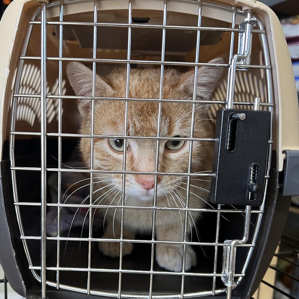 Enlarge Philip, a Adoptable Domestic Short Hair in Wadena, MN image 2/3