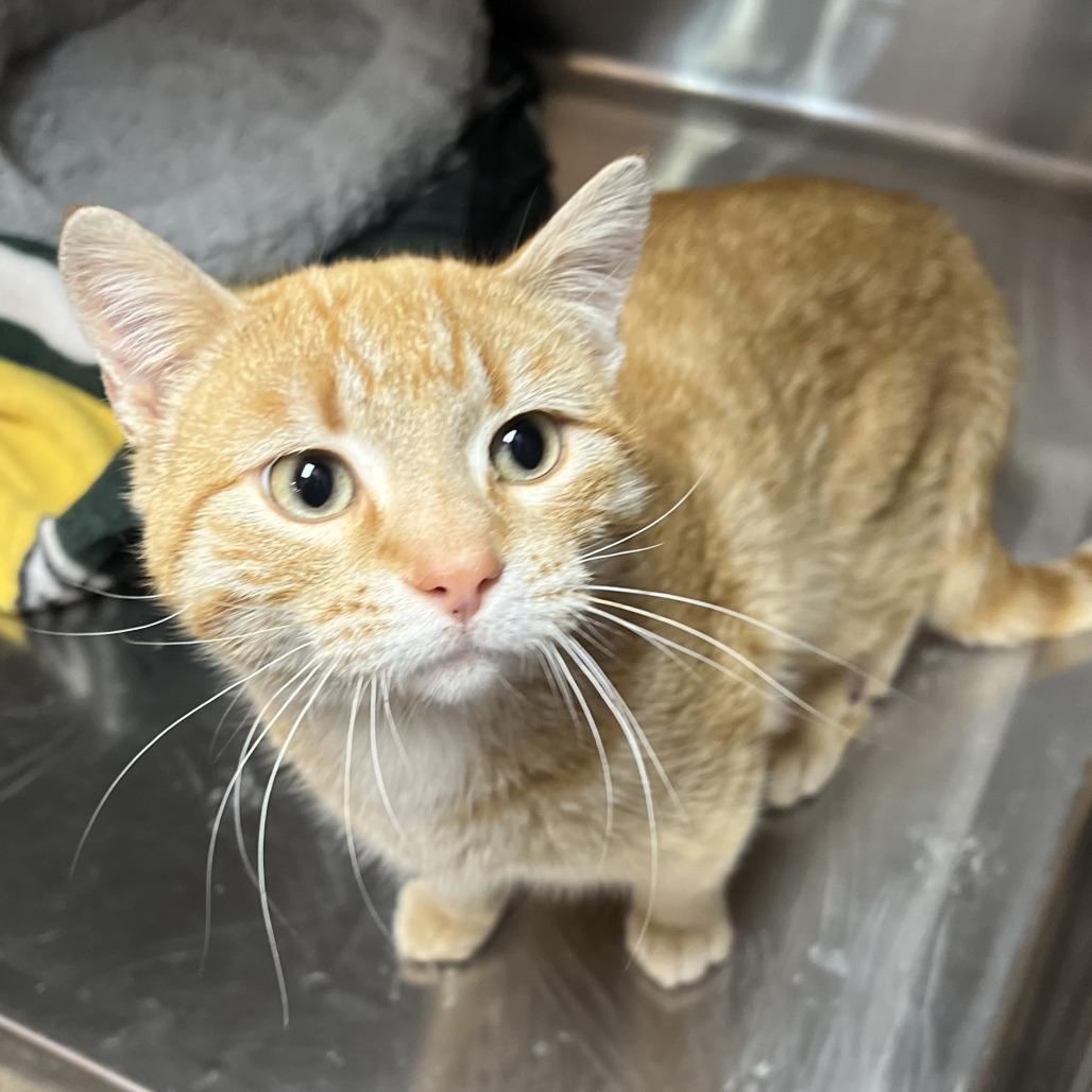 Enlarge Philip, a Adoptable Domestic Short Hair in Wadena, MN image 3/3