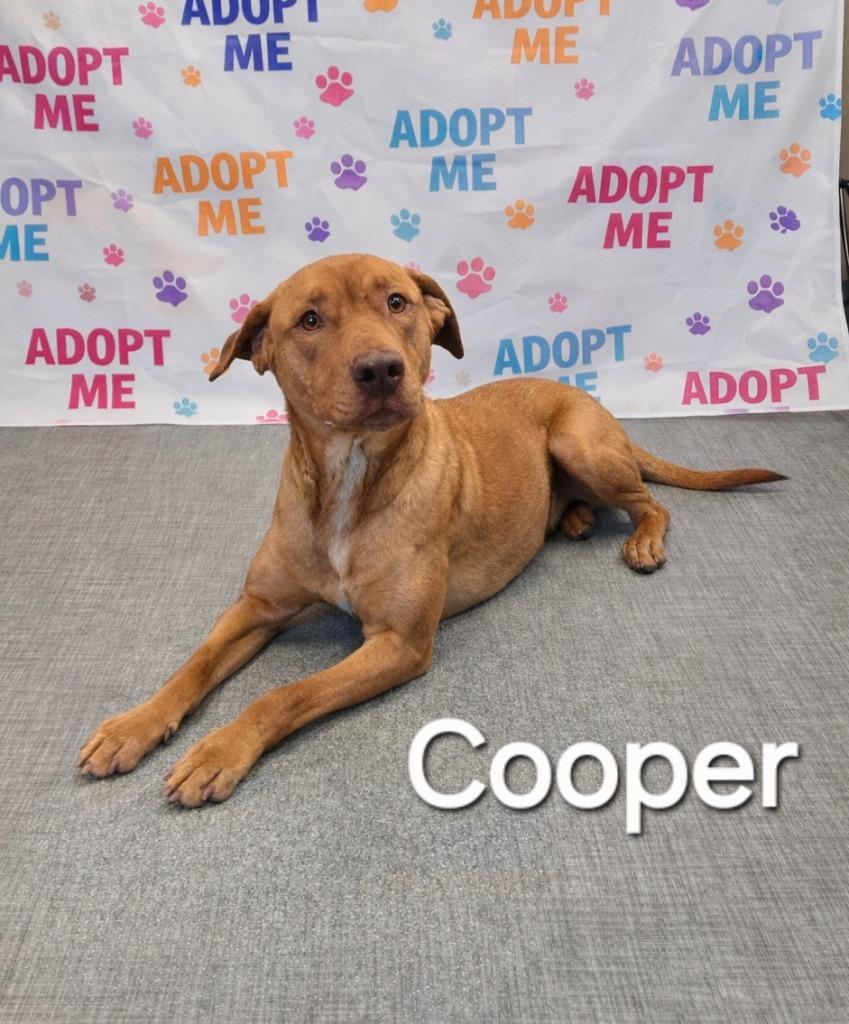 Enlarge Cooper Yrly 85, a Adoptable Pit Bull Terrier in Sidney, OH image 1/2