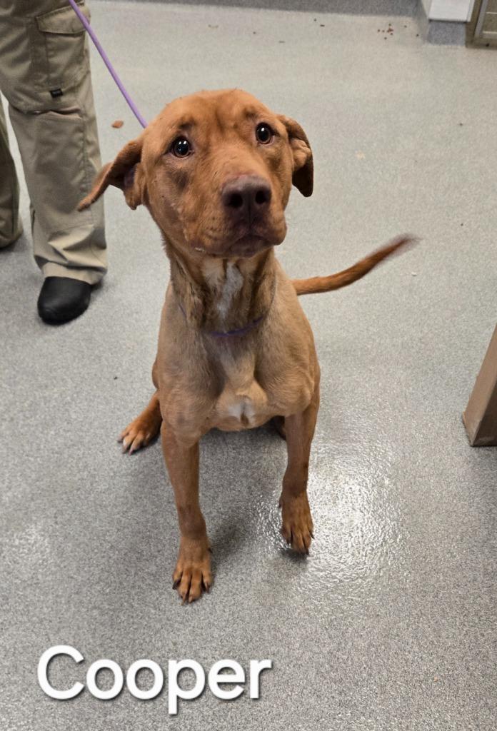 Enlarge Cooper Yrly 85, a Adoptable Pit Bull Terrier in Sidney, OH image 2/2