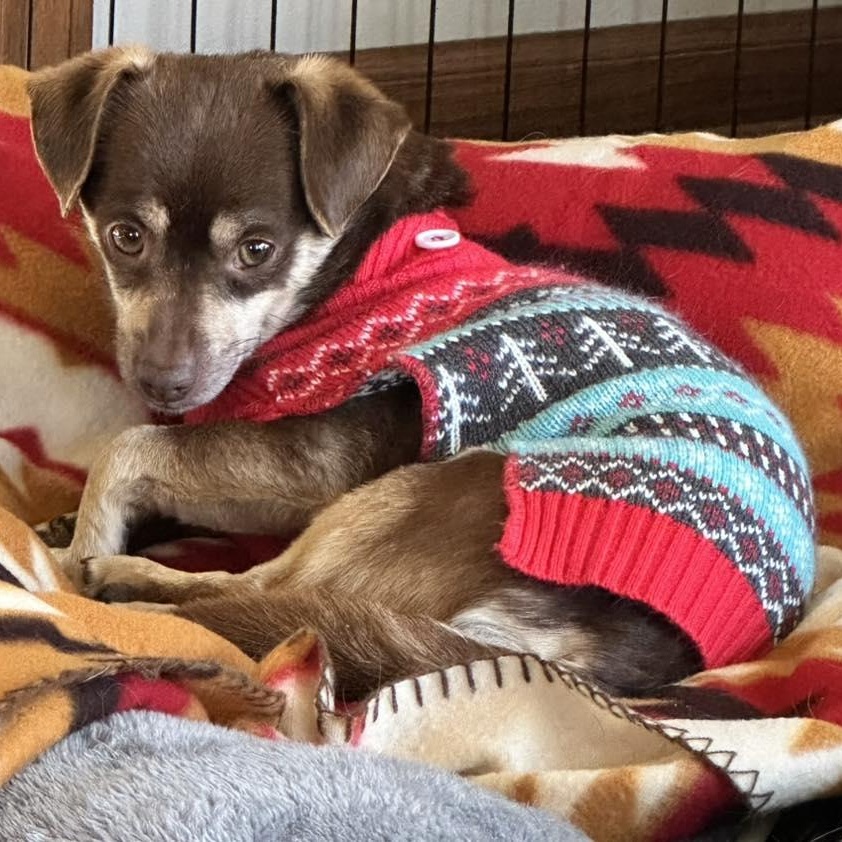 Geronimo Jay, ADOPTABLE, Adult Male Chihuahua.