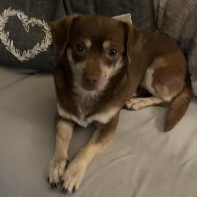 Enlarge Geronimo Jay, a ADOPTABLE mixed breed in Racine, WI image 3/3