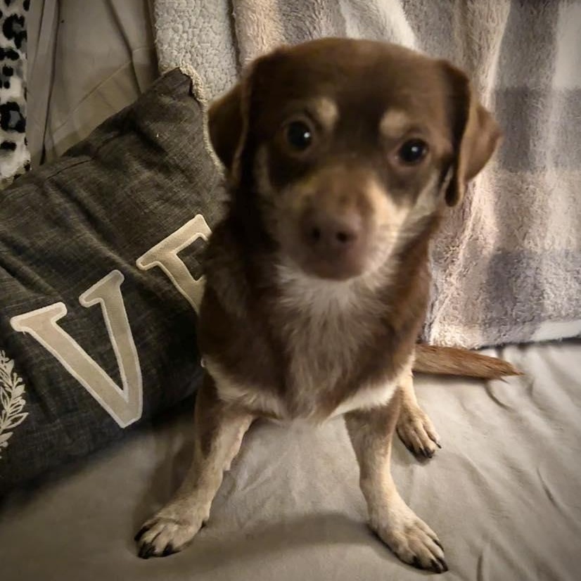 Enlarge Geronimo Jay, a ADOPTABLE mixed breed in Racine, WI image 2/3