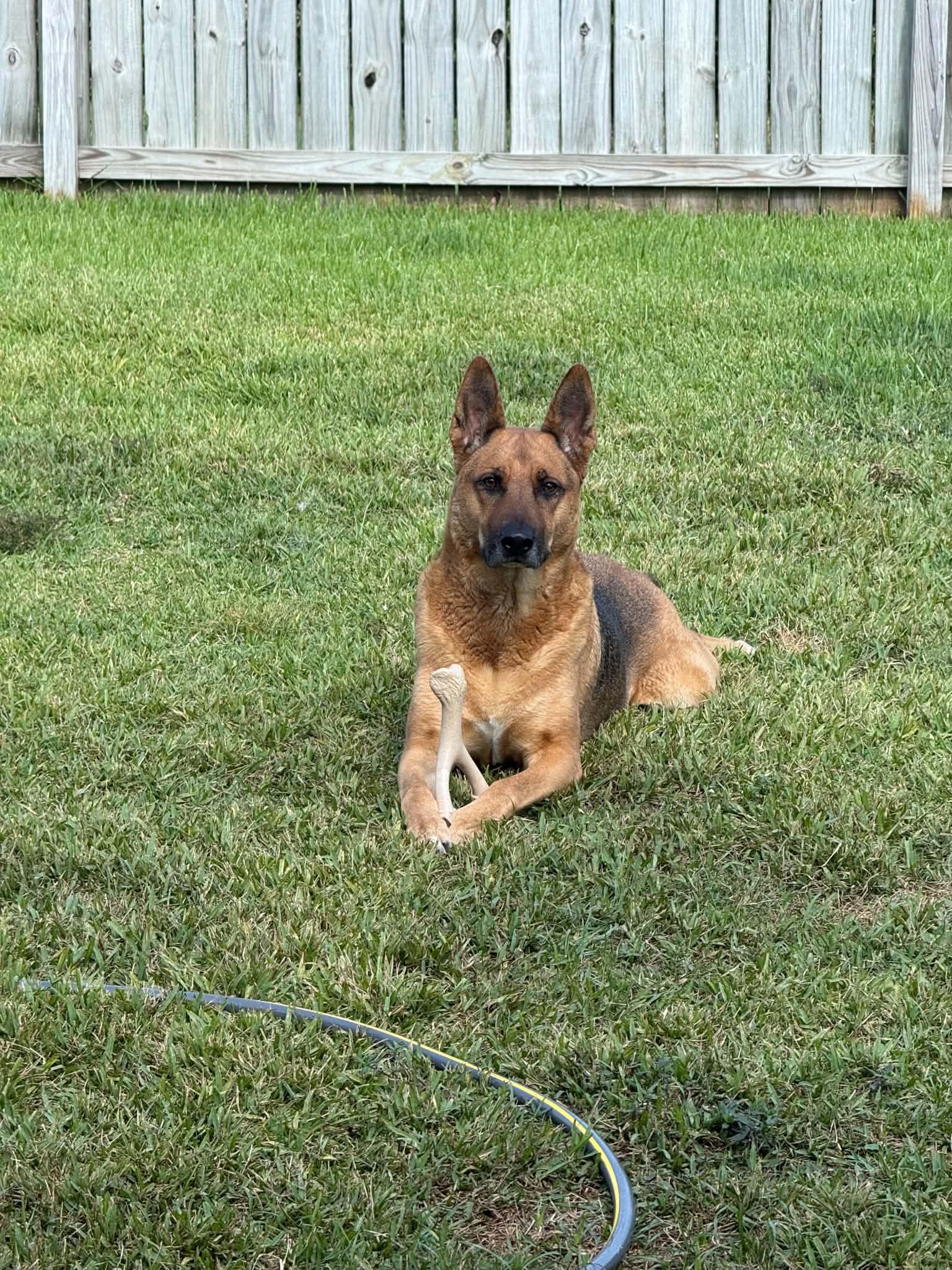 Enlarge Mo, a Adoptable German Shepherd Dog in Metairie, LA image 6/6