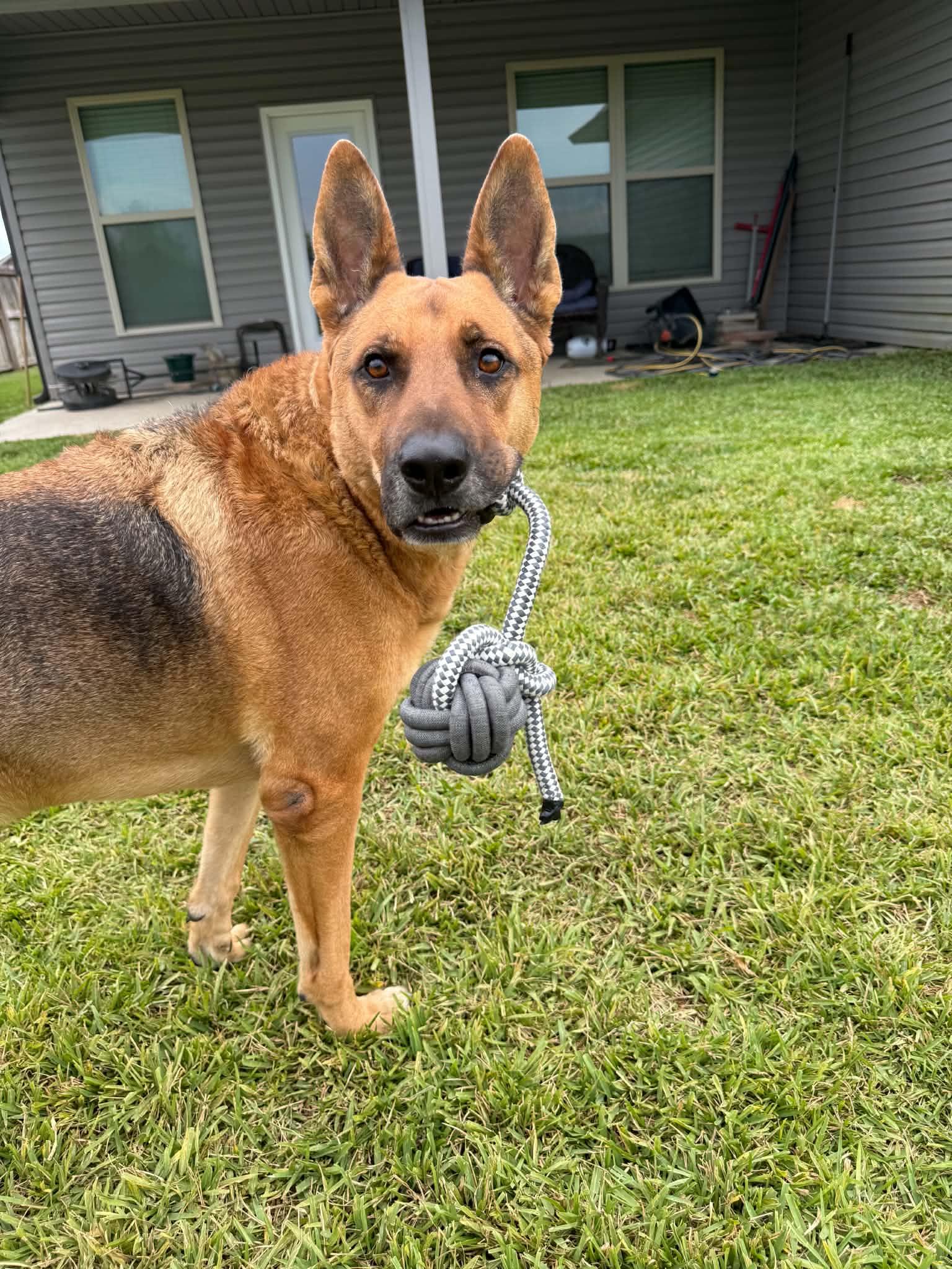 Enlarge Mo, a Adoptable German Shepherd Dog in Metairie, LA image 3/6