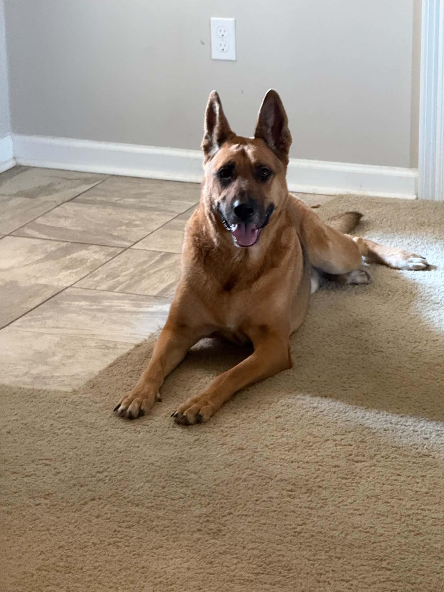 Enlarge Mo, a Adoptable German Shepherd Dog in Metairie, LA image 1/6