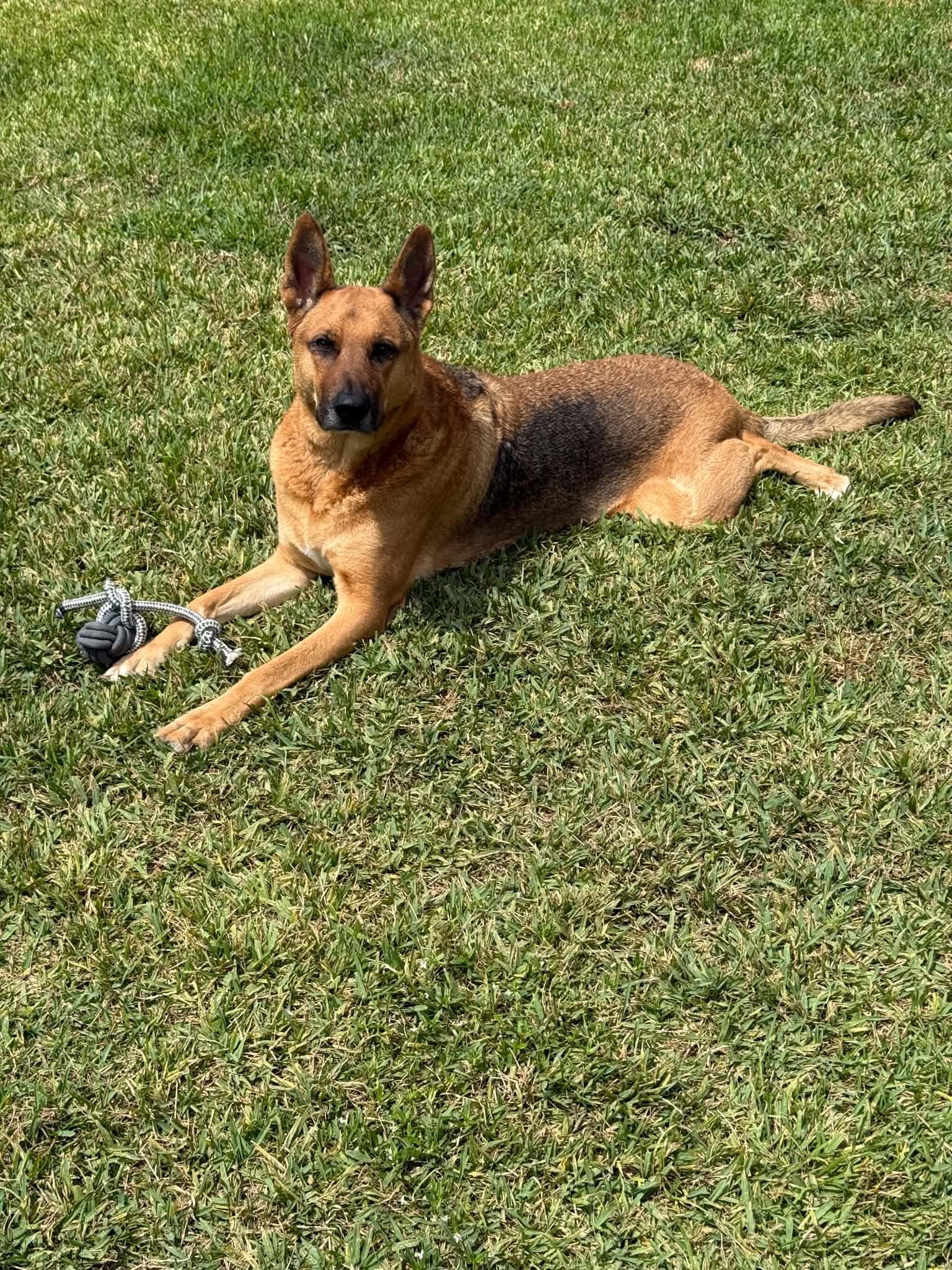 Enlarge Mo, a Adoptable German Shepherd Dog in Metairie, LA image 2/6