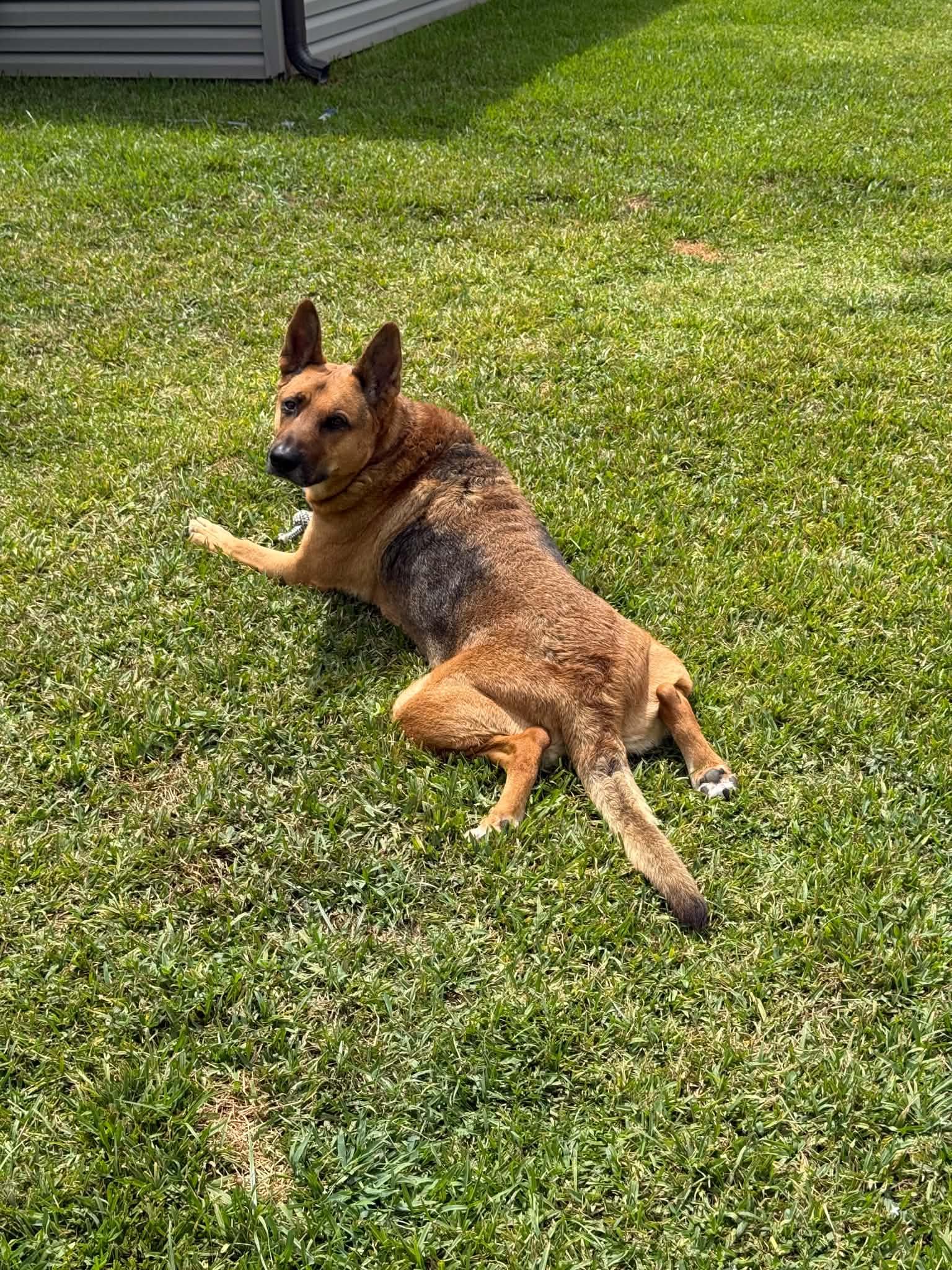 Enlarge Mo, a Adoptable German Shepherd Dog in Metairie, LA image 4/6
