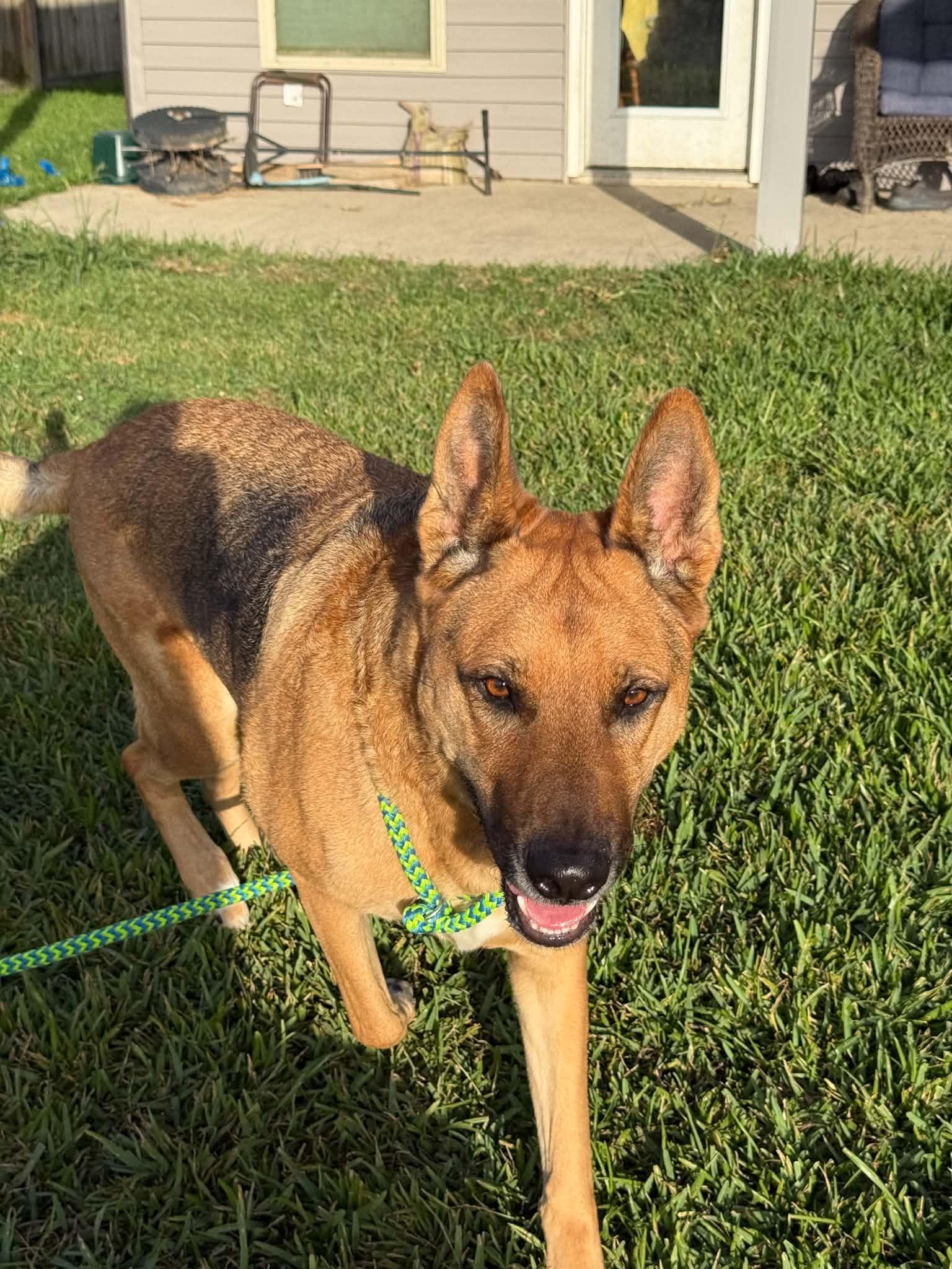 Enlarge Mo, a Adoptable German Shepherd Dog in Metairie, LA image 5/6