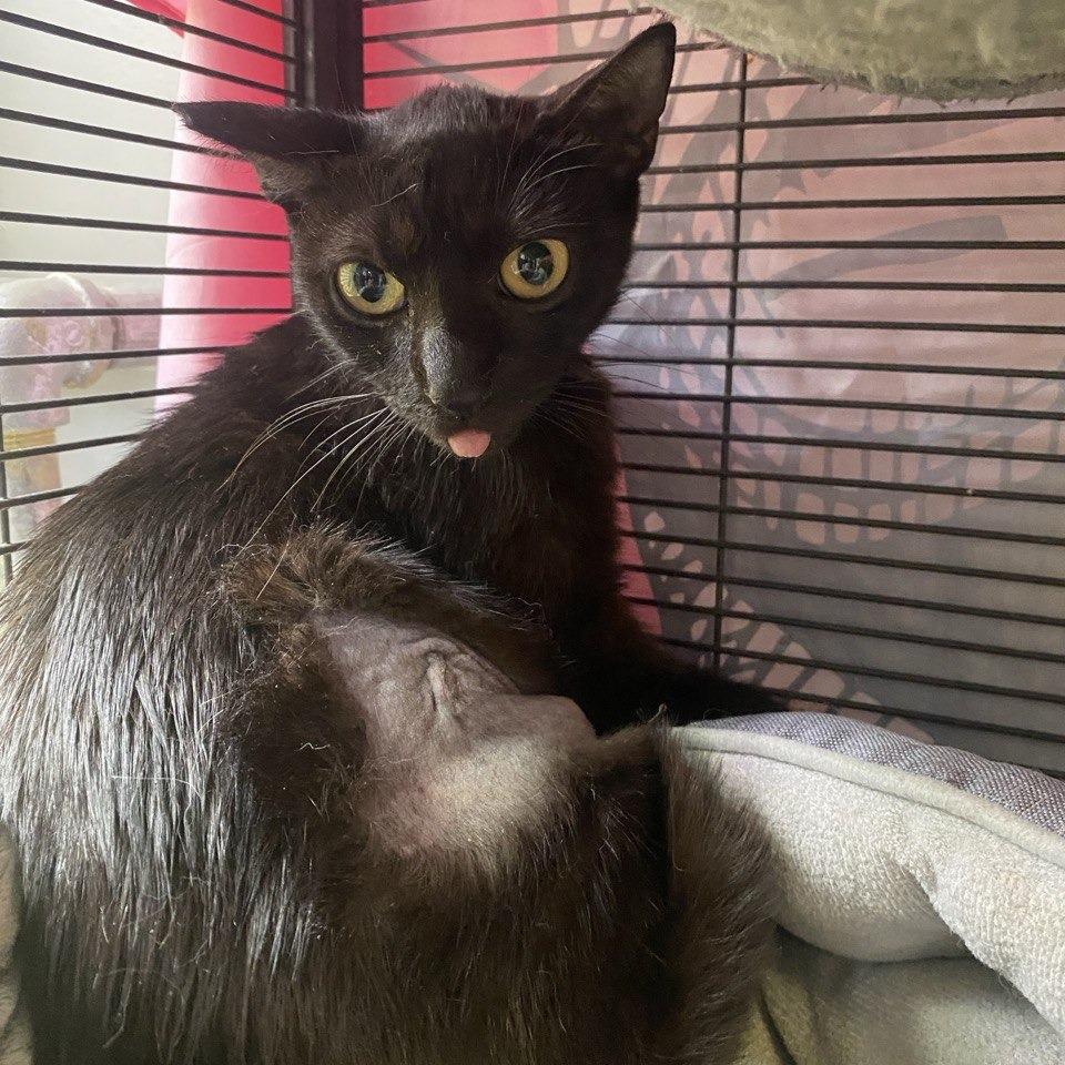 Enlarge Mama cat/Sinclair, a Adoptable Domestic Short Hair in New Orleans, LA image 1/1