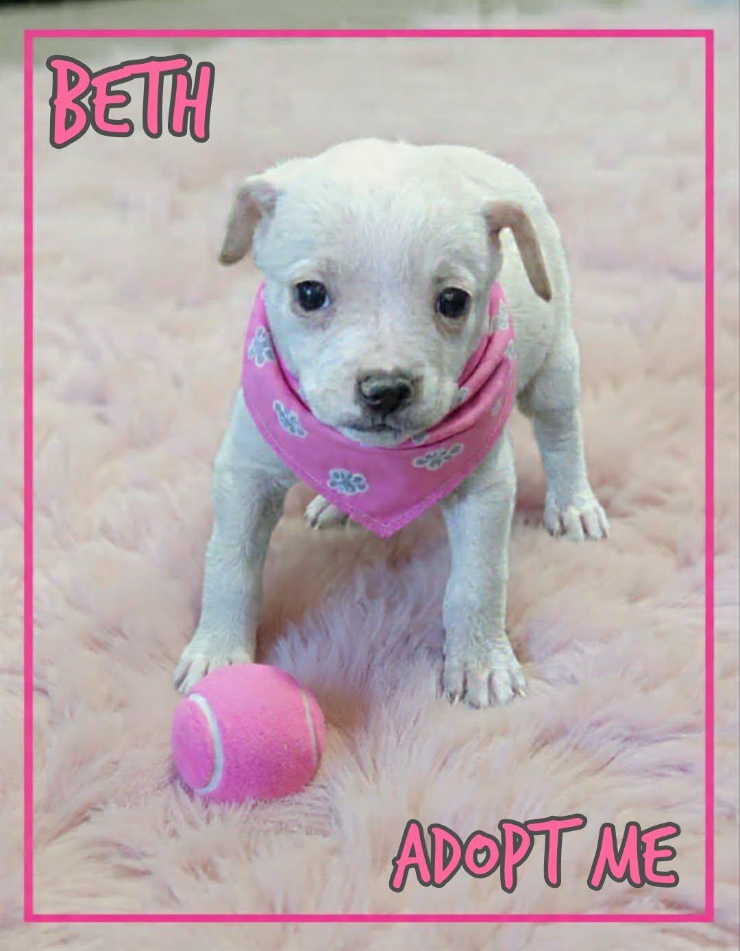 Enlarge Beth, a ADOPTABLE mixed breed in Grove, OK image 2/5