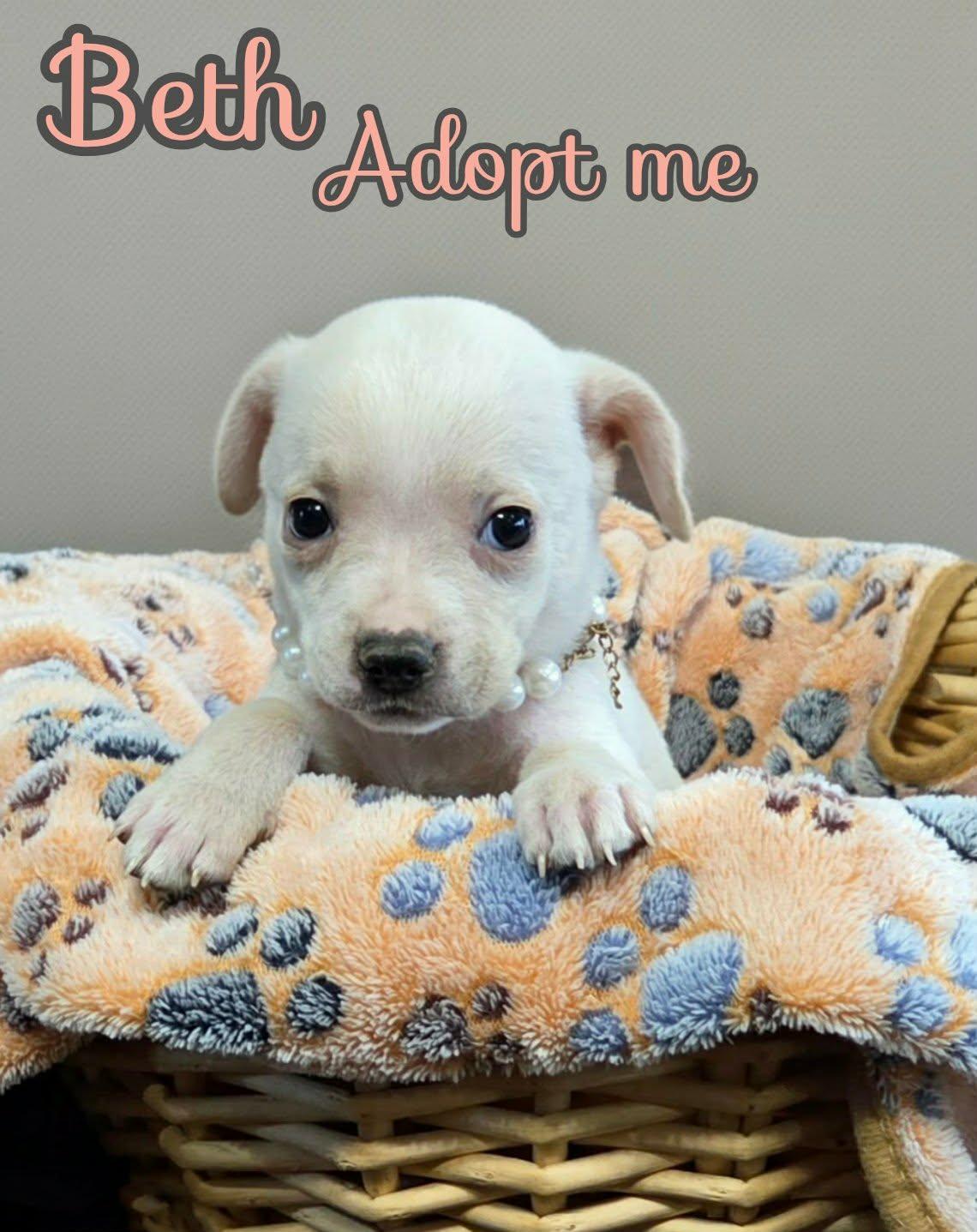 Enlarge Beth, a ADOPTABLE mixed breed in Grove, OK image 4/5