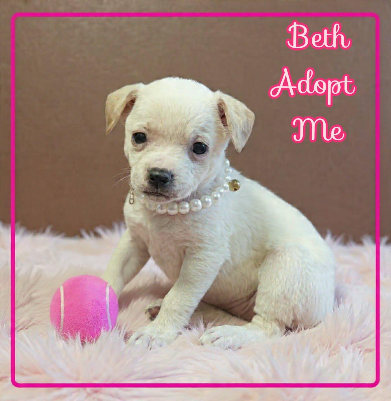 Beth, ADOPTABLE, Puppy Female Chihuahua & Staffordshire Bull Terrier.