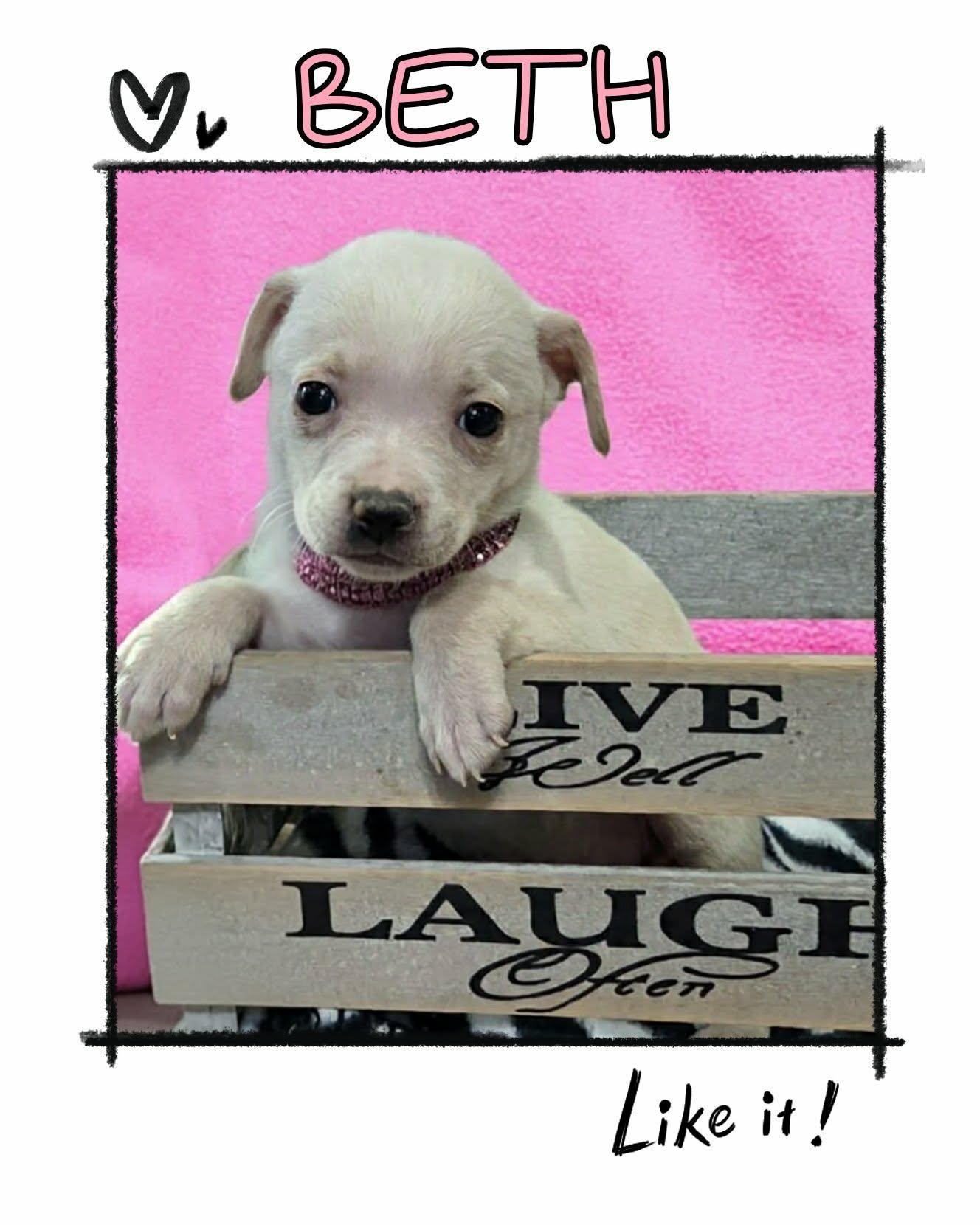 Enlarge Beth, a ADOPTABLE mixed breed in Grove, OK image 5/5