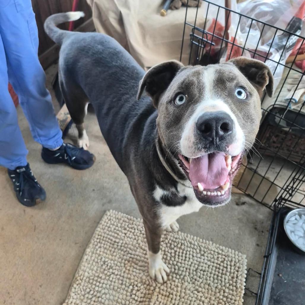 Julius, Adoptable, Adult Male Mixed Breed.