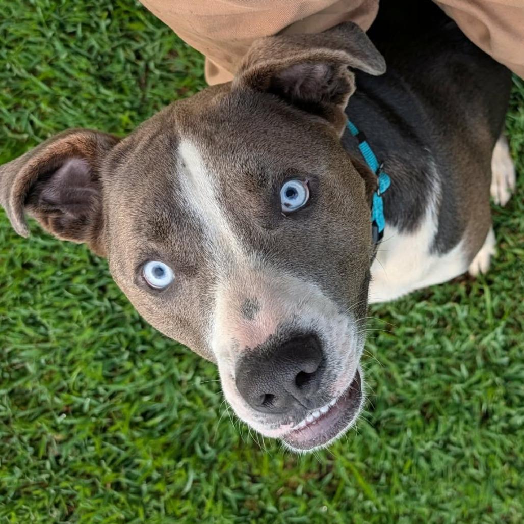 Enlarge Julius, a Adoptable Mixed Breed in Clarksville, TN image 2/6