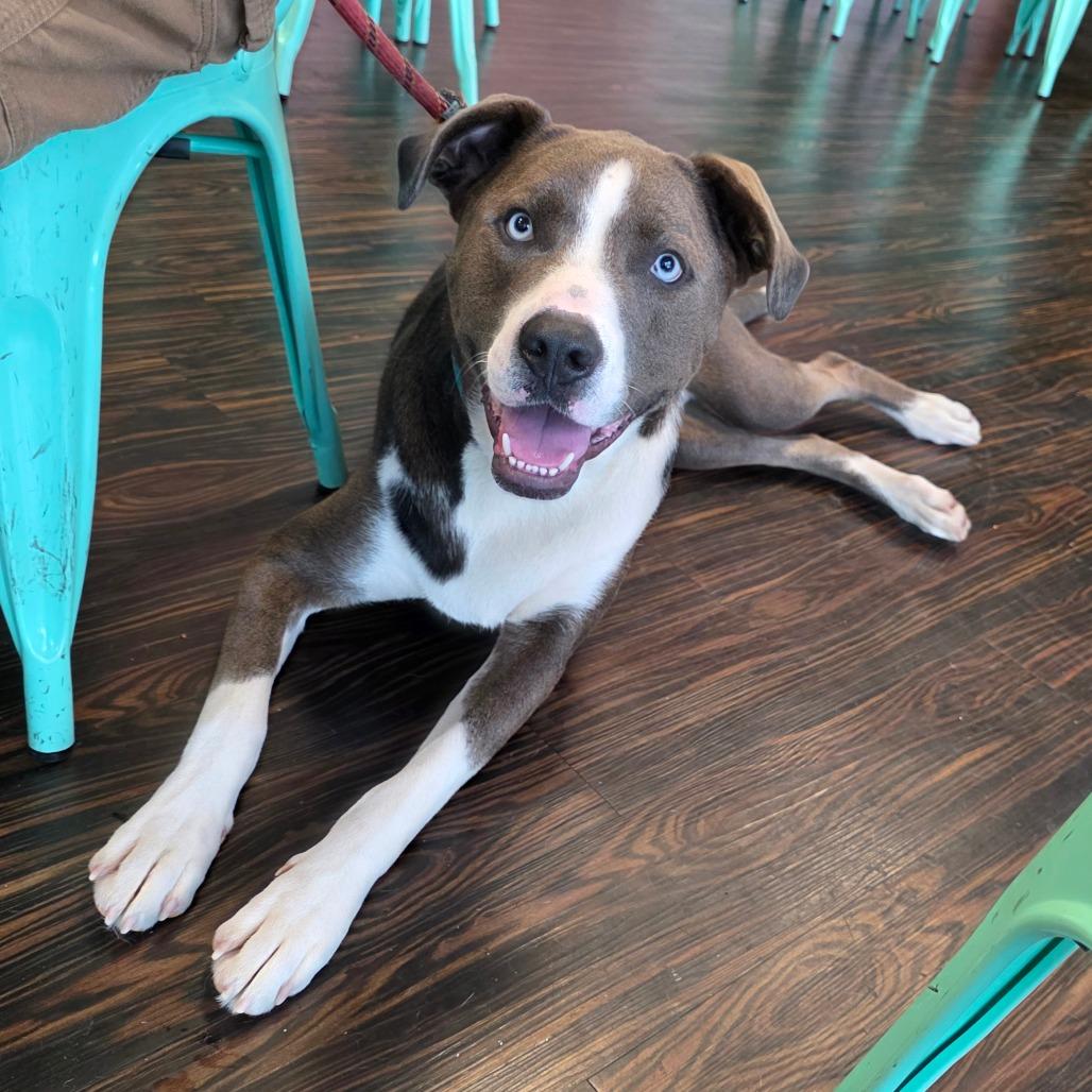 Enlarge Julius, a Adoptable Mixed Breed in Clarksville, TN image 3/6
