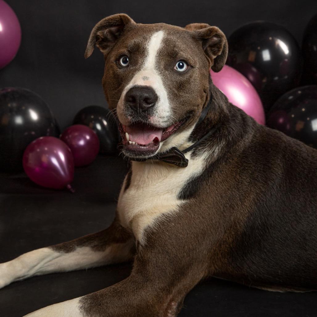 Enlarge Julius, a Adoptable Mixed Breed in Clarksville, TN image 4/6
